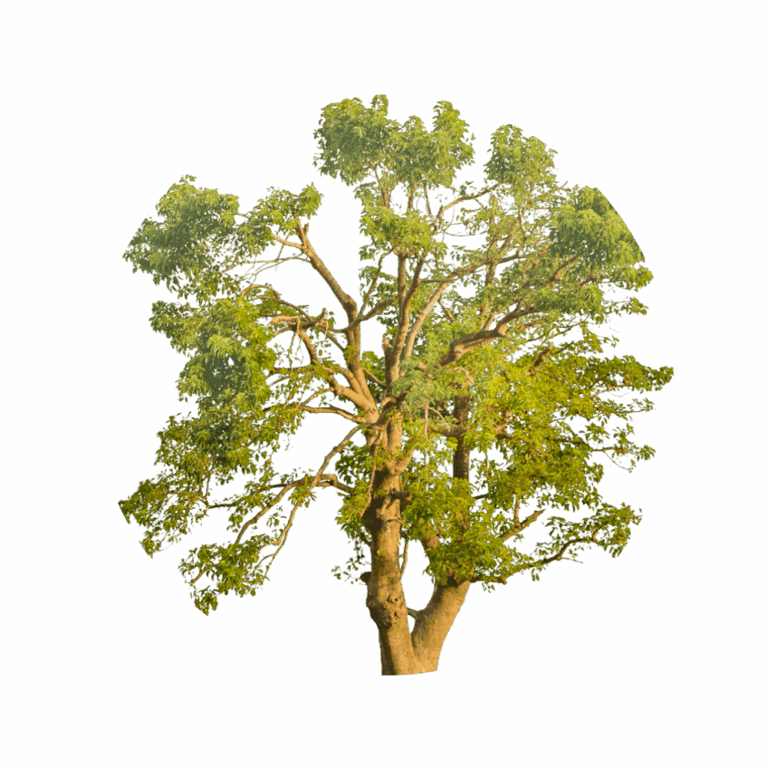 Unconditional cash has a powerful impact on the rainforest