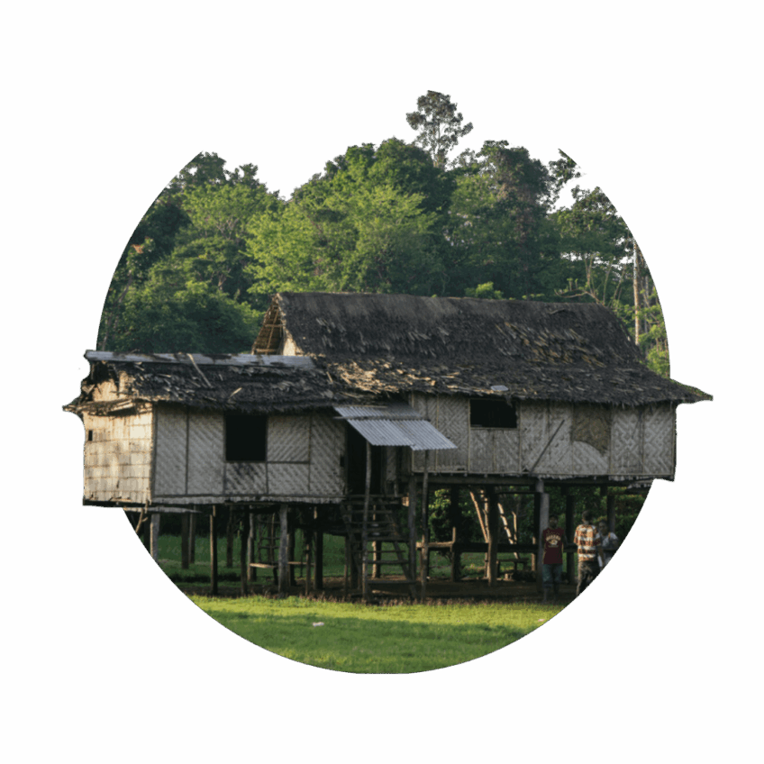 Take our quiz to find out what life in the rainforest is really like