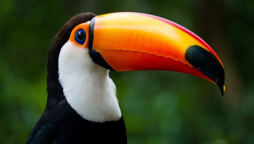 30% of the all species