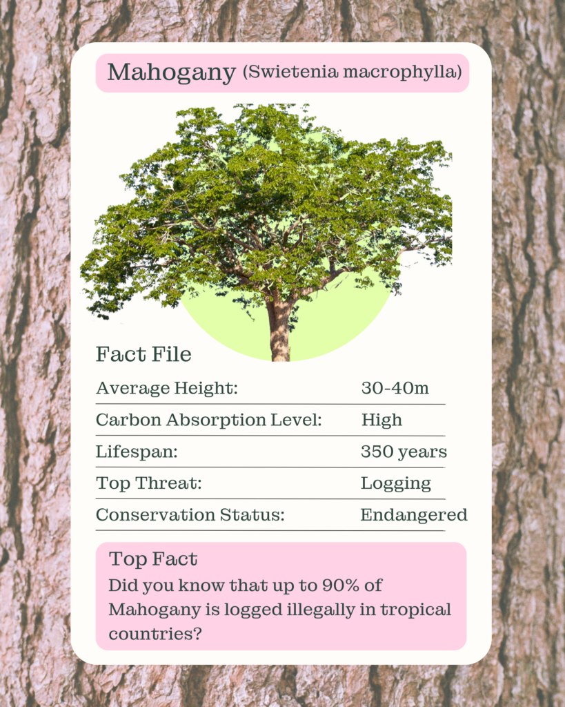 The Mahogany (Swietenia macrophylla) tree