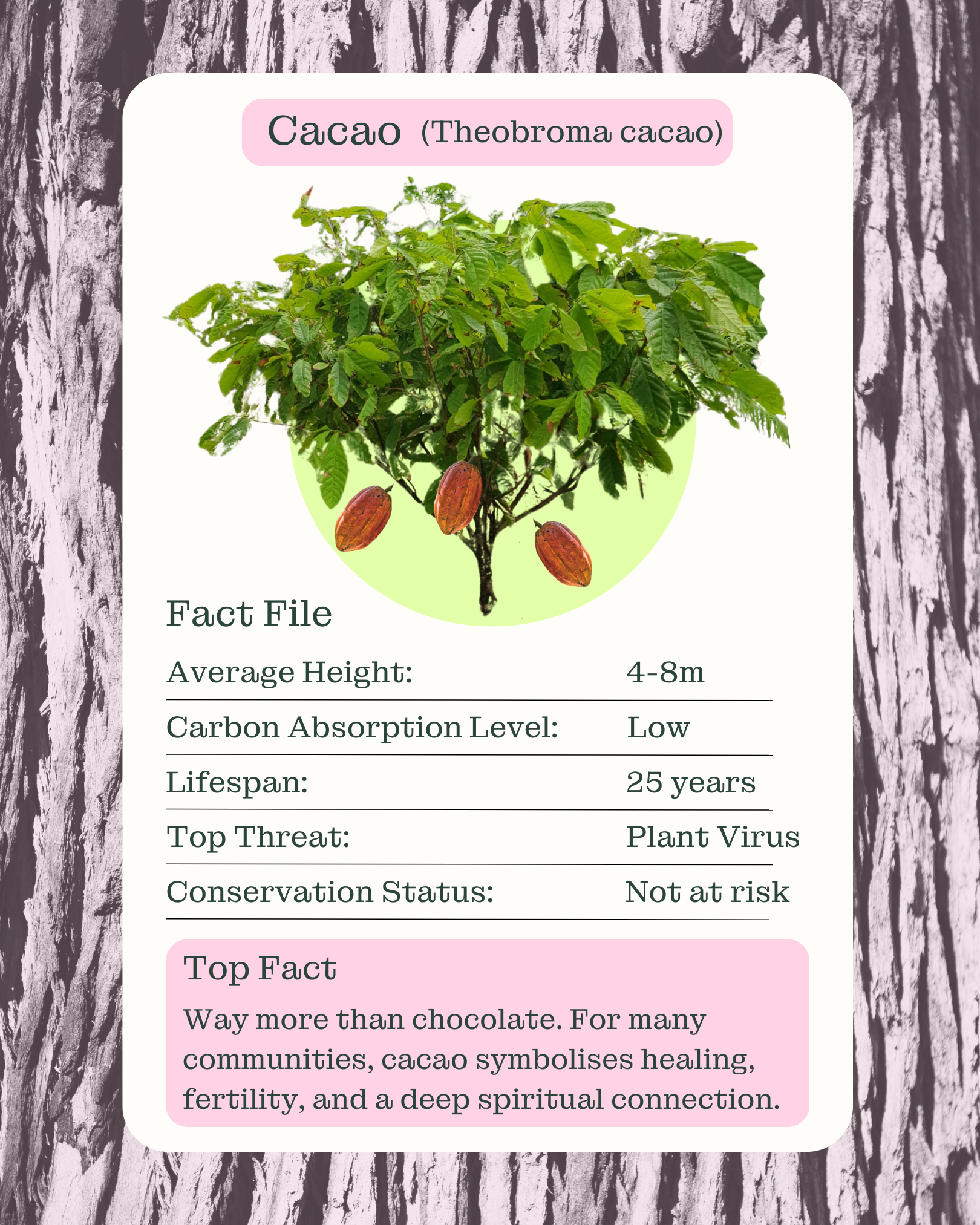 The Cacao (Theobroma cacao) tree
