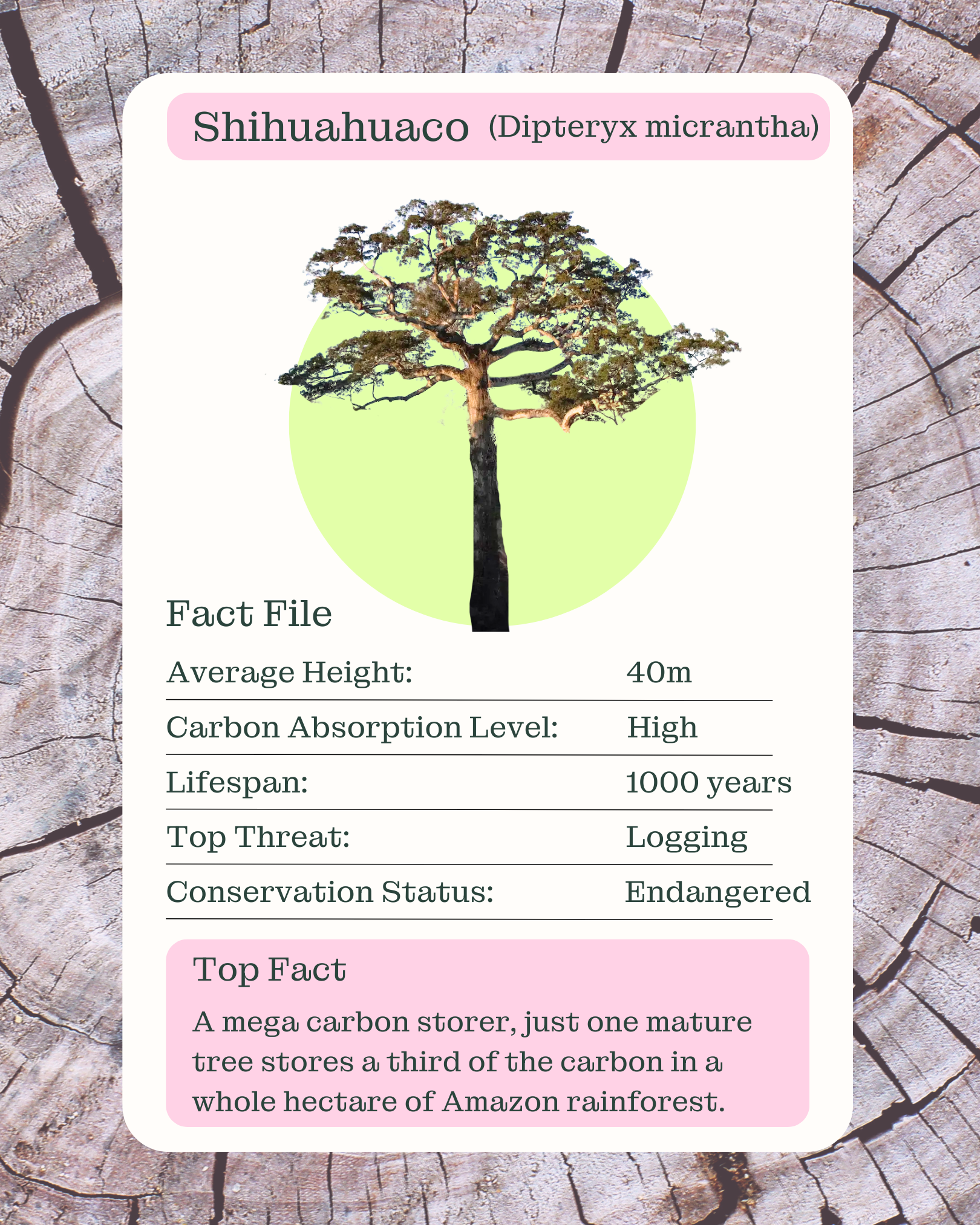 The Shihuahuaco (Dipteryx micrantha) tree