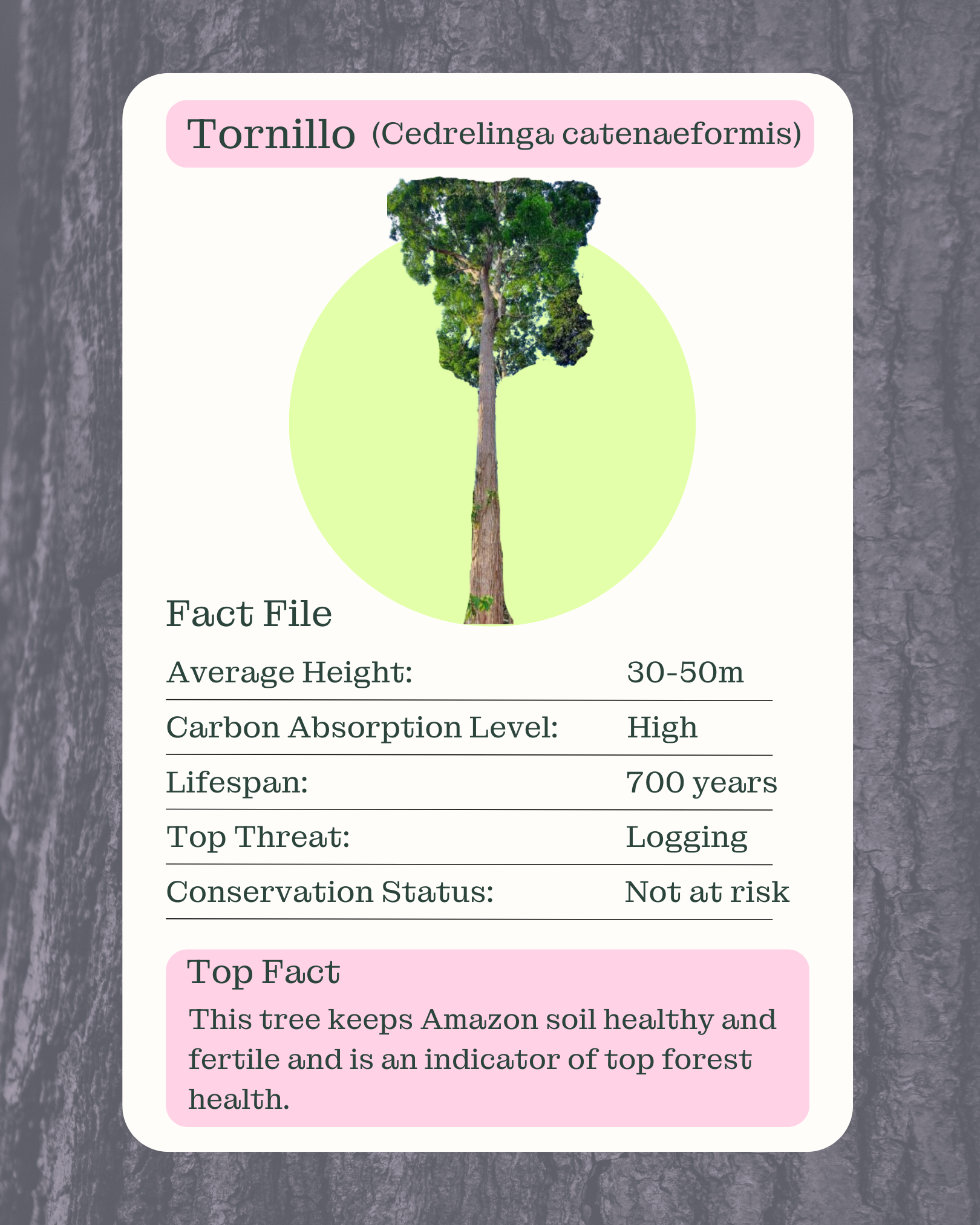 The Tornillo (Cedrelinga catenaeformis) tree