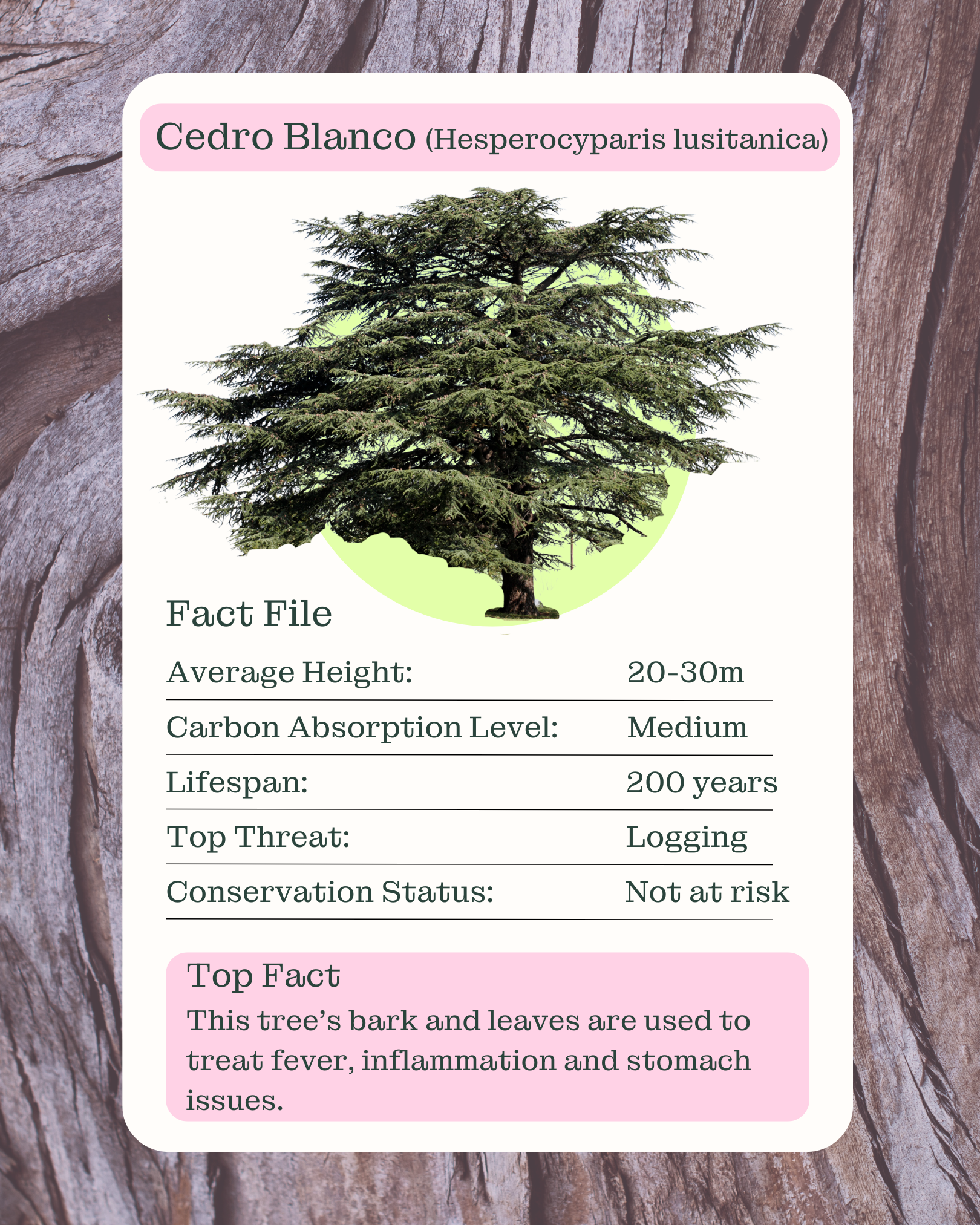 The Cedro Blanco (Hesperocyparis lusitanica) tree