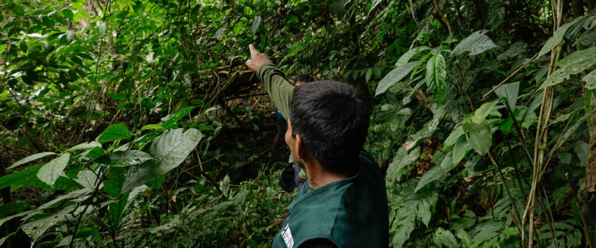 Indigenous peoples protect 1/3 of the worlds intact forests.