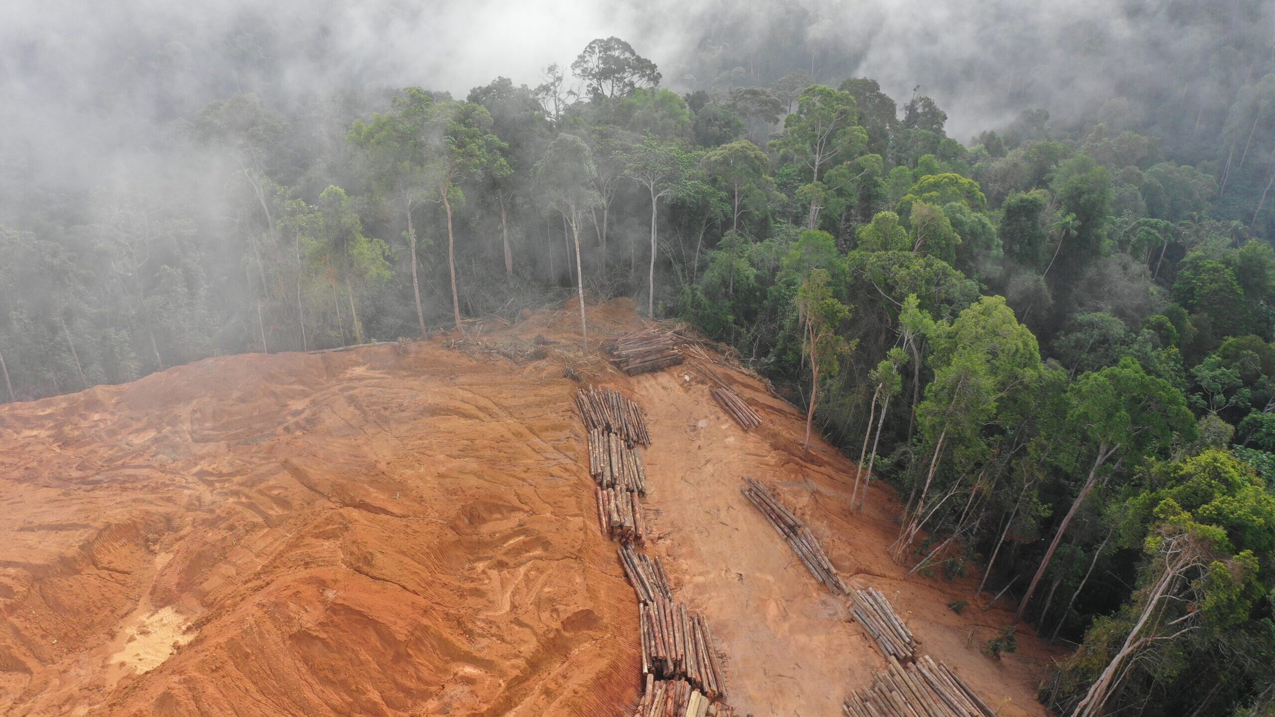 How do rainforest loggers target local people?
