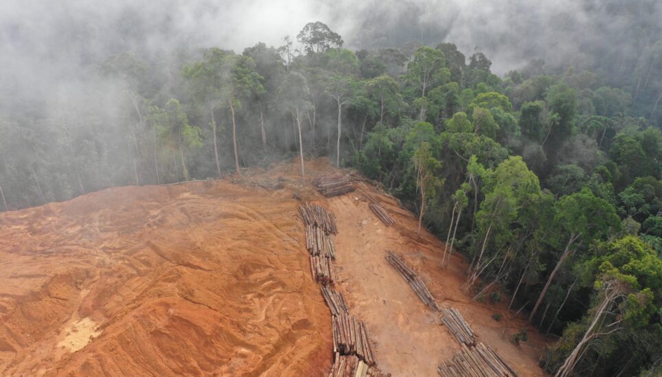 How do rainforest loggers target local people?