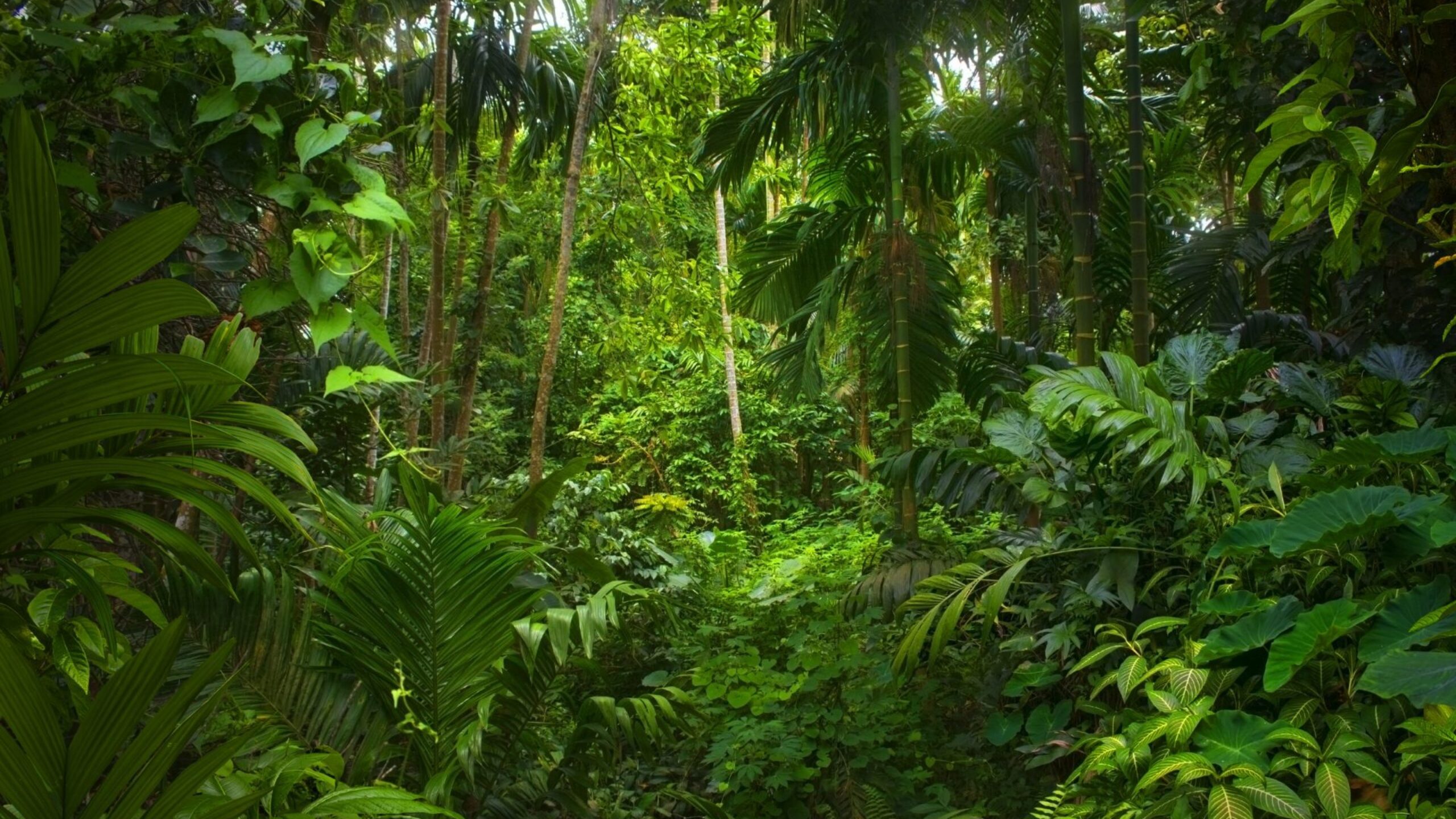 Amazon Rainforest