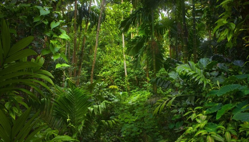  ‘Our Forest, Our Future’ goals