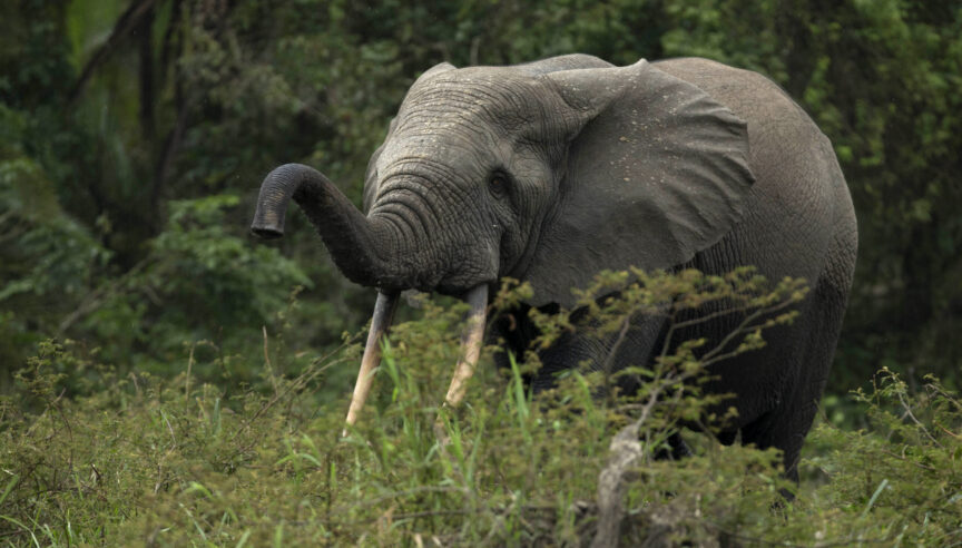 African forest elephant walking through tall grass with trunk extended