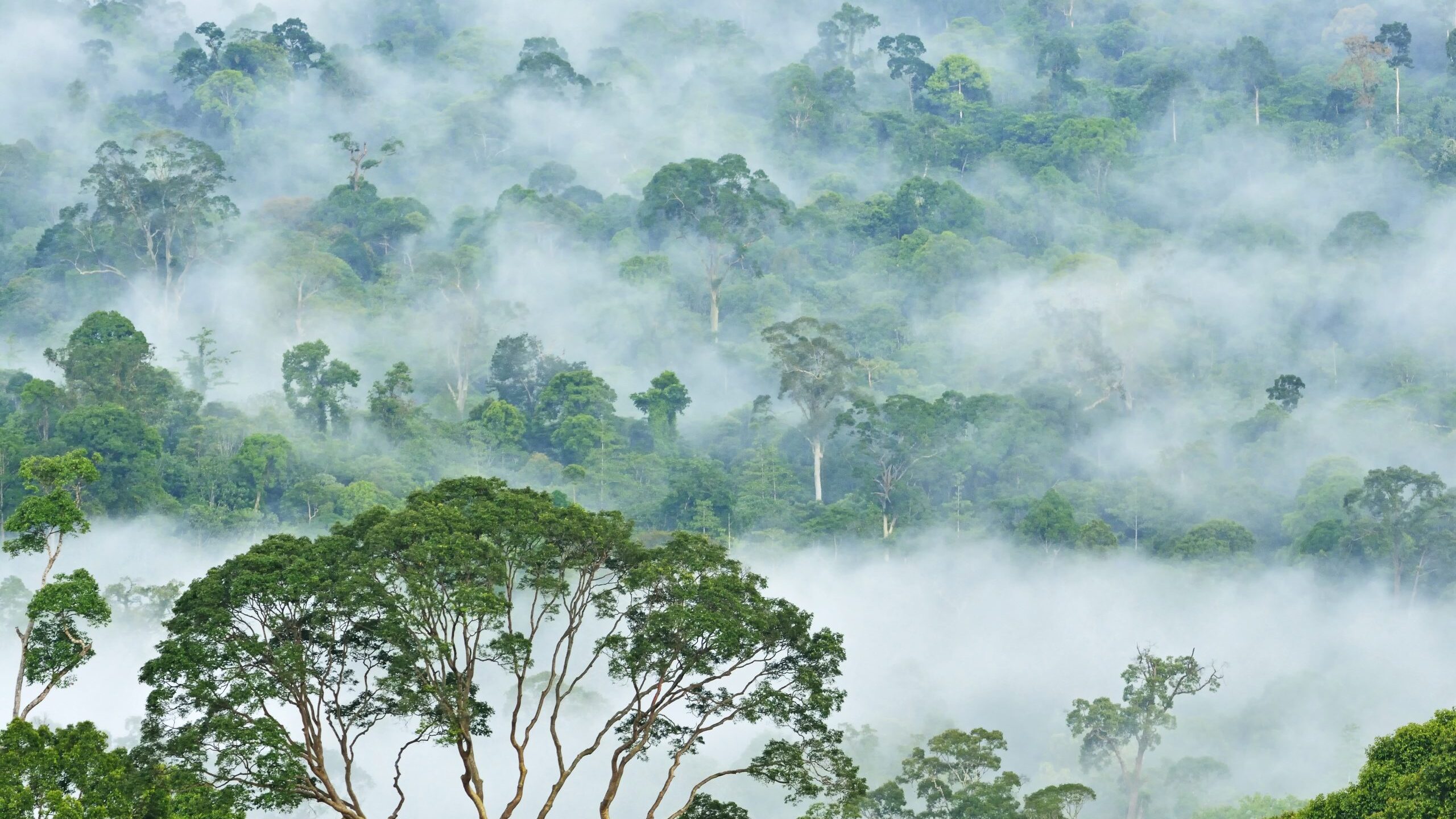 The Ecuadorian Rainforest 