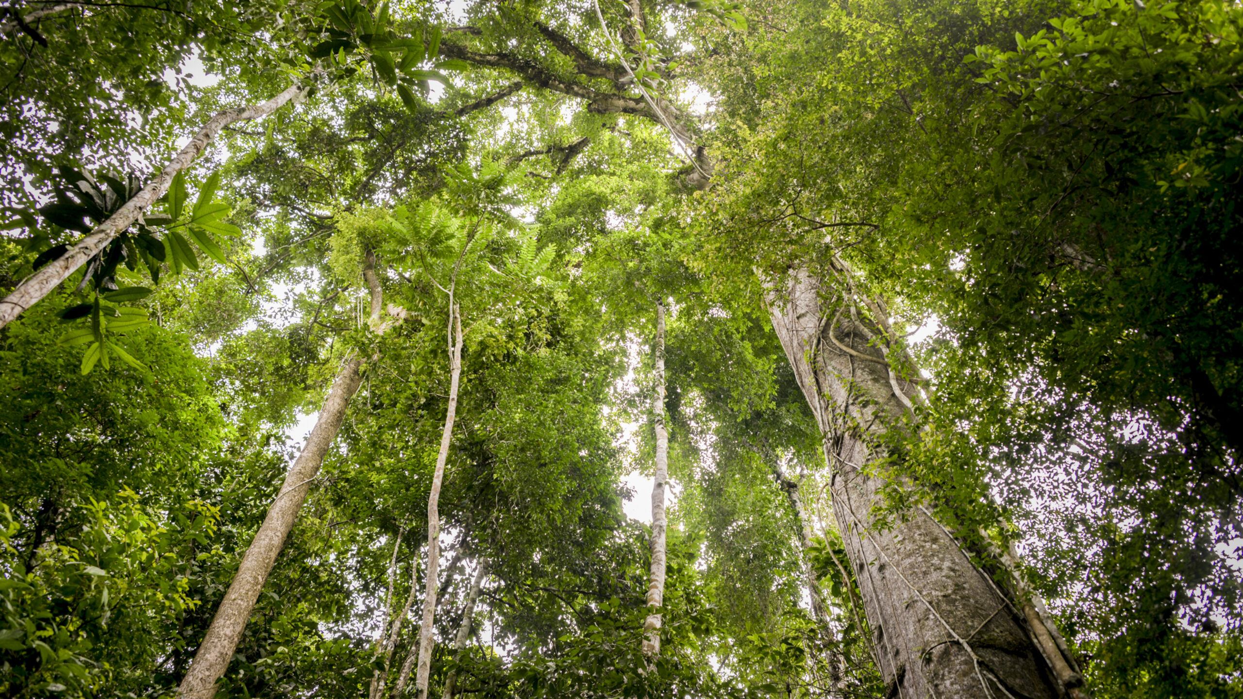 Why Trees are Key to Fighting Climate Change