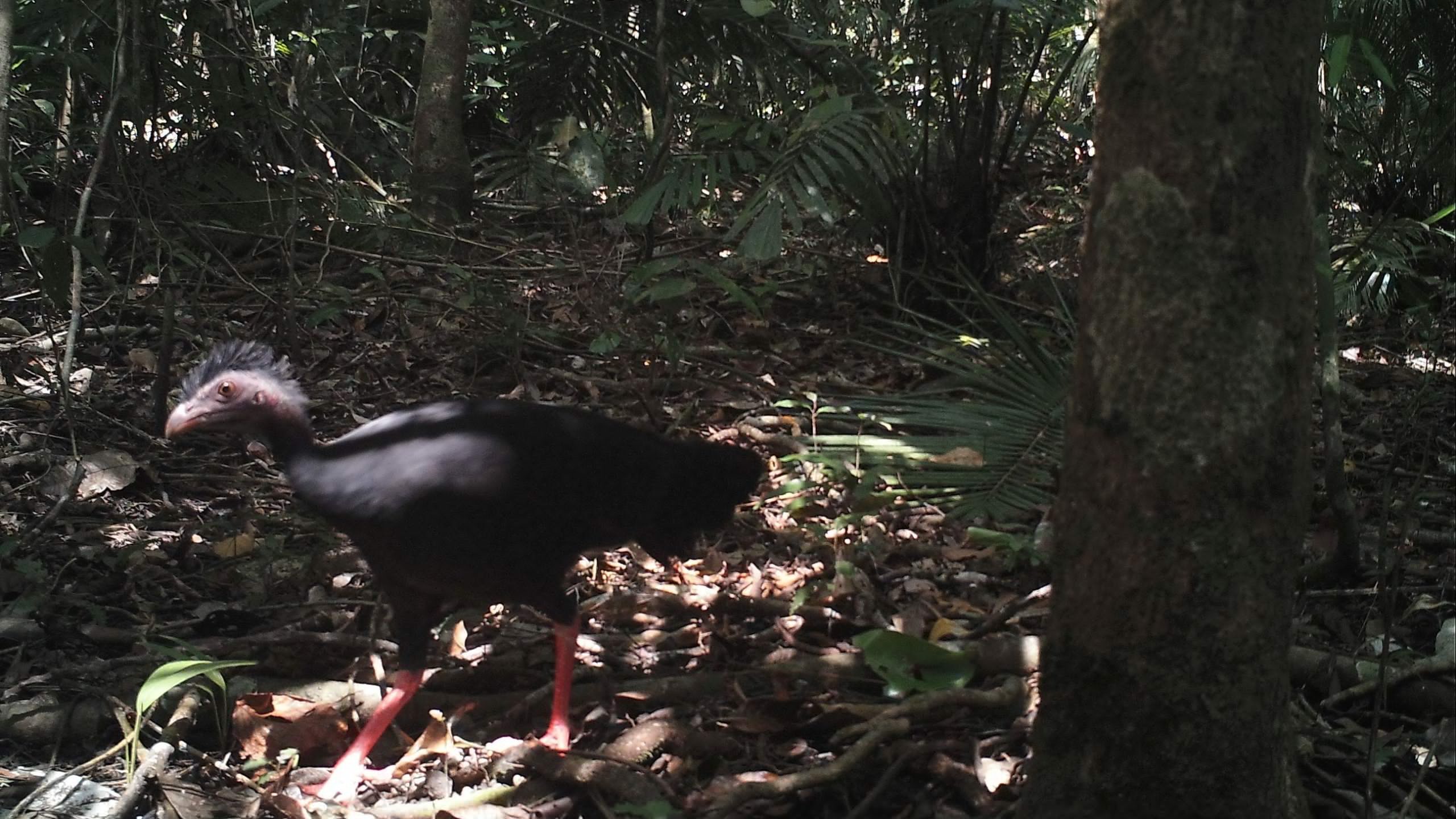 Frogs, conservation and the importance of local knowledge