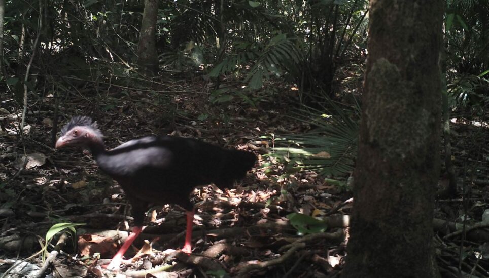 https://staging-coolearth2.picl.co.uk/wp-content/uploads/2025/07/16504-red-legged-brush-turkey-scaled-1.jpg