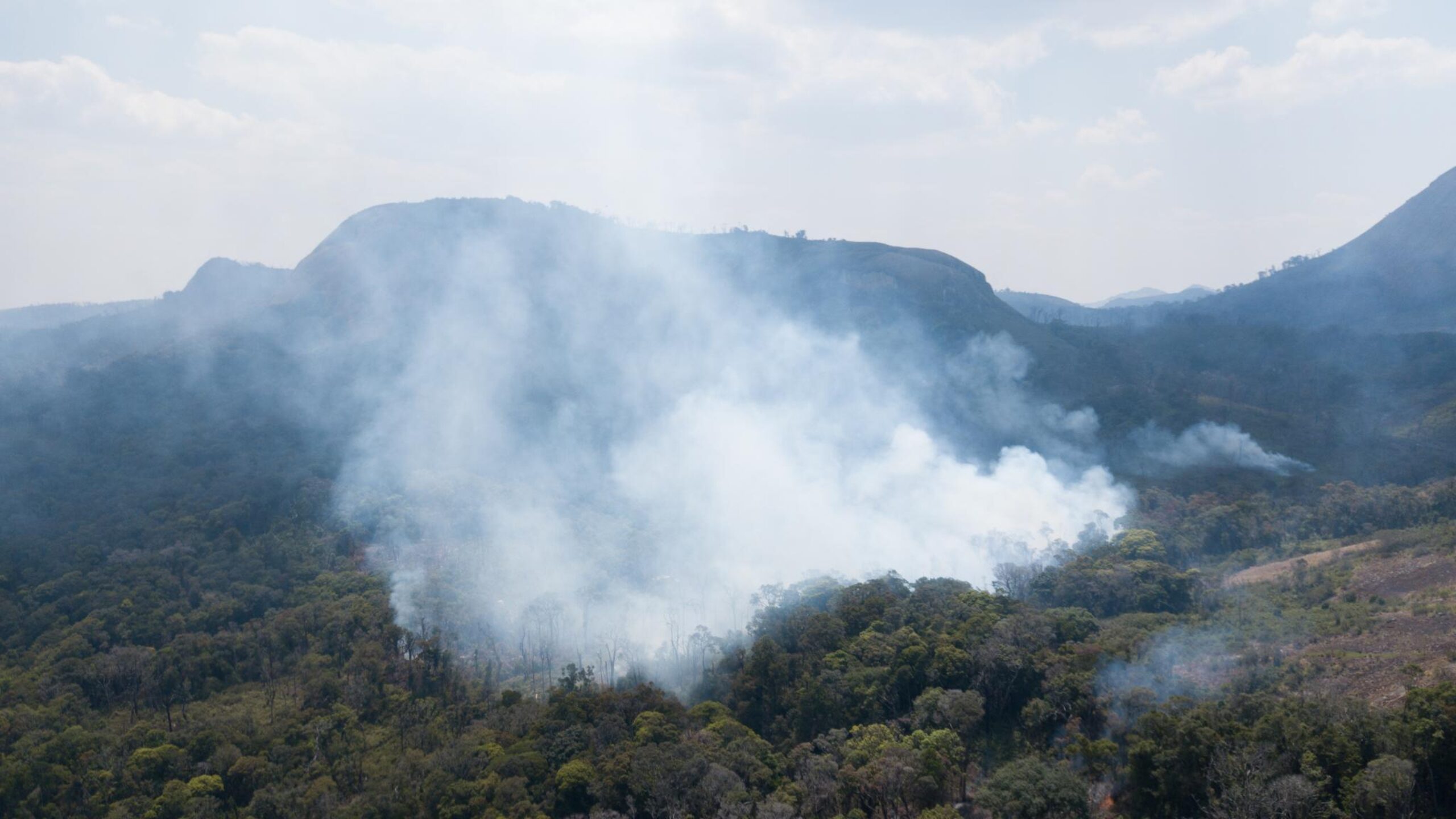 Another threat to rainforest in 2020: Take action on forest fires