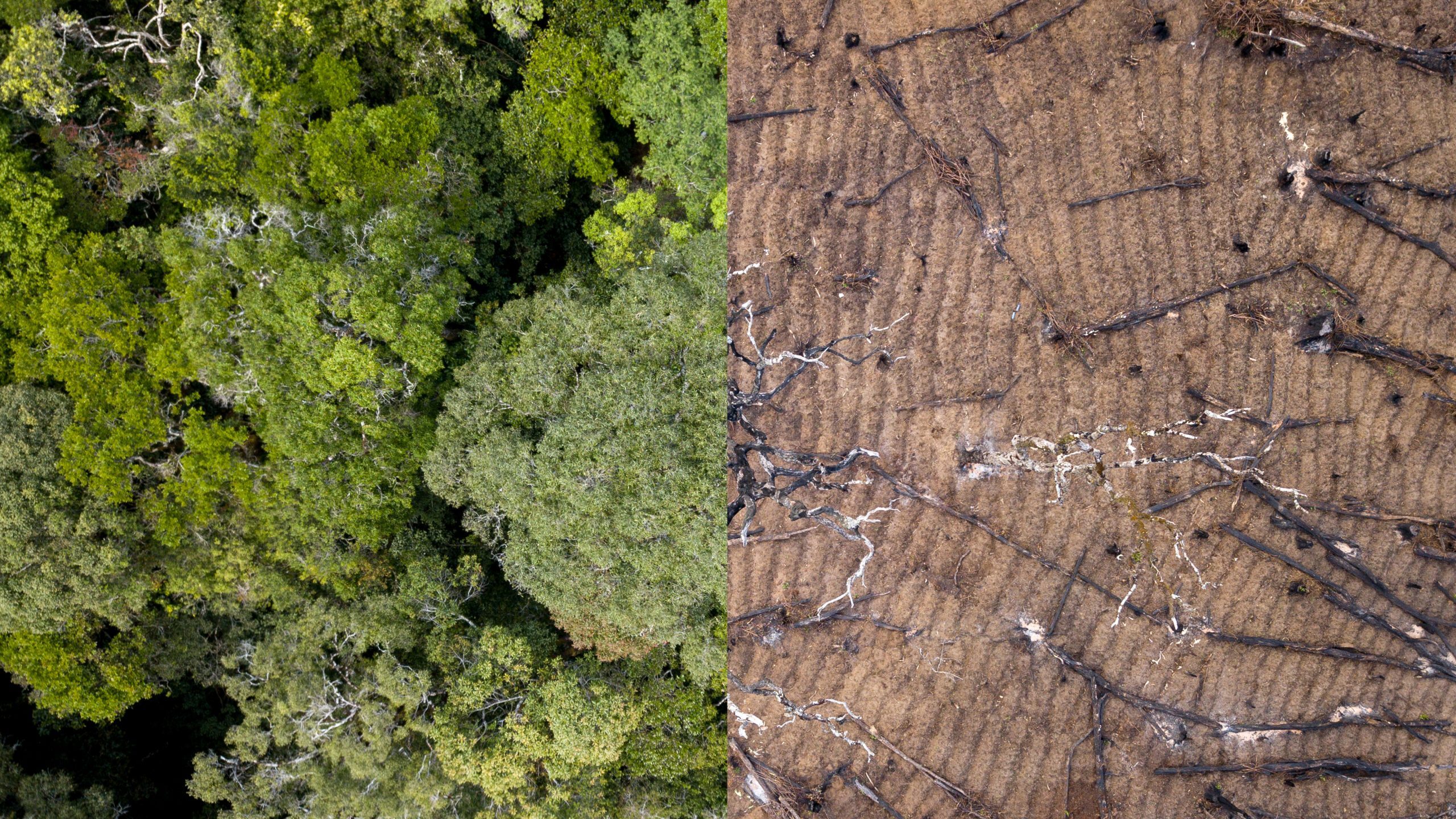 Deforestation is Sexist