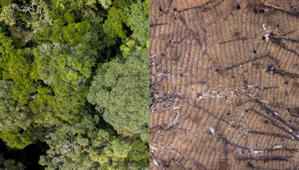 How the UK Can Stop Driving Deforestation