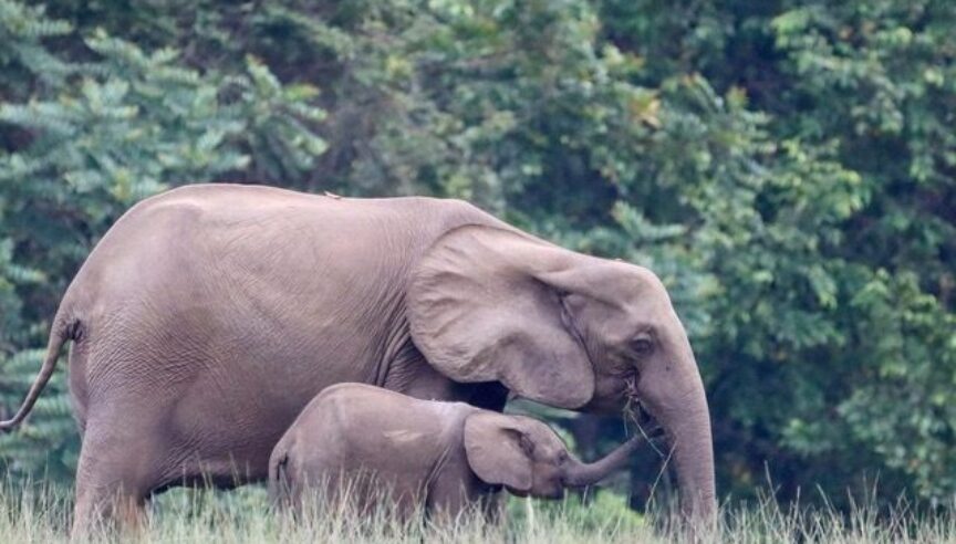 Biodiverse Ecosystems