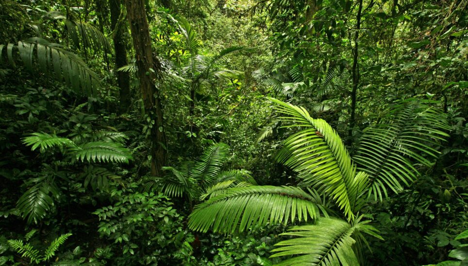 Cool Earth Joins the NGO Forest Coalition UK