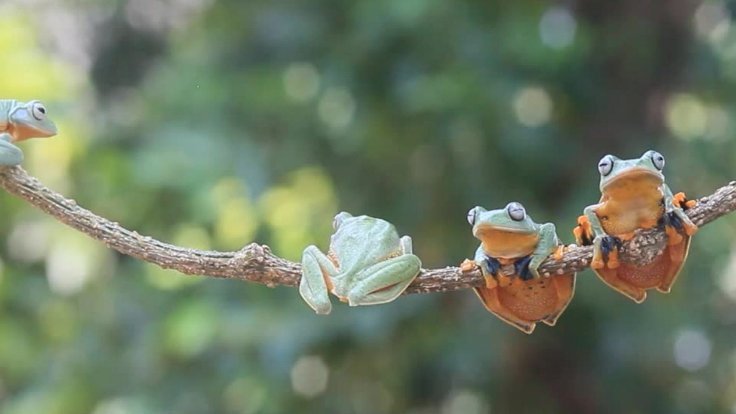 A Dose of Climate Optimism