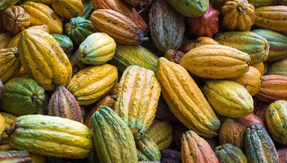 Is chocolate in the UK linked to deforestation?