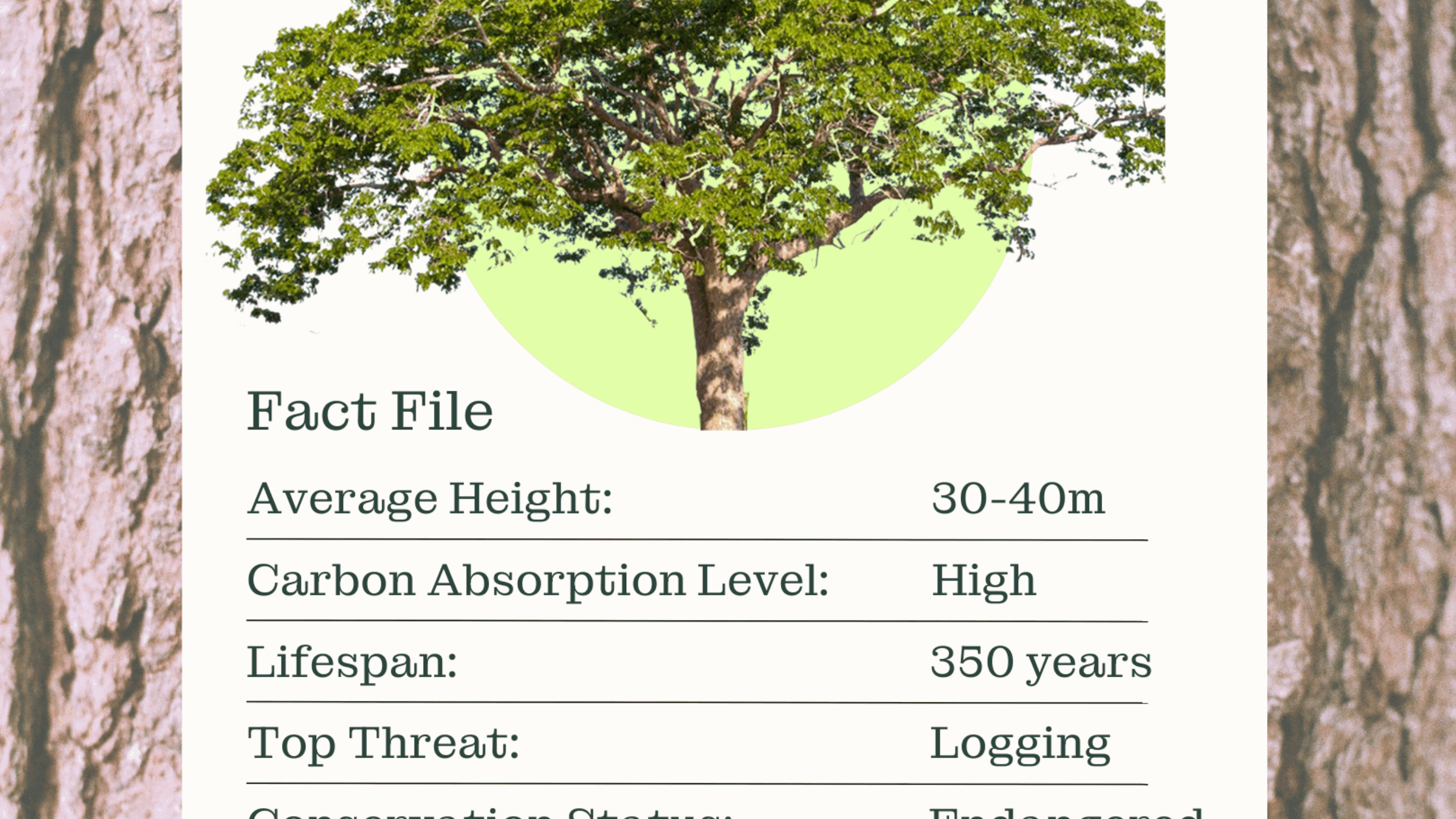 Five Amazon Rainforest Trees You’re Protecting