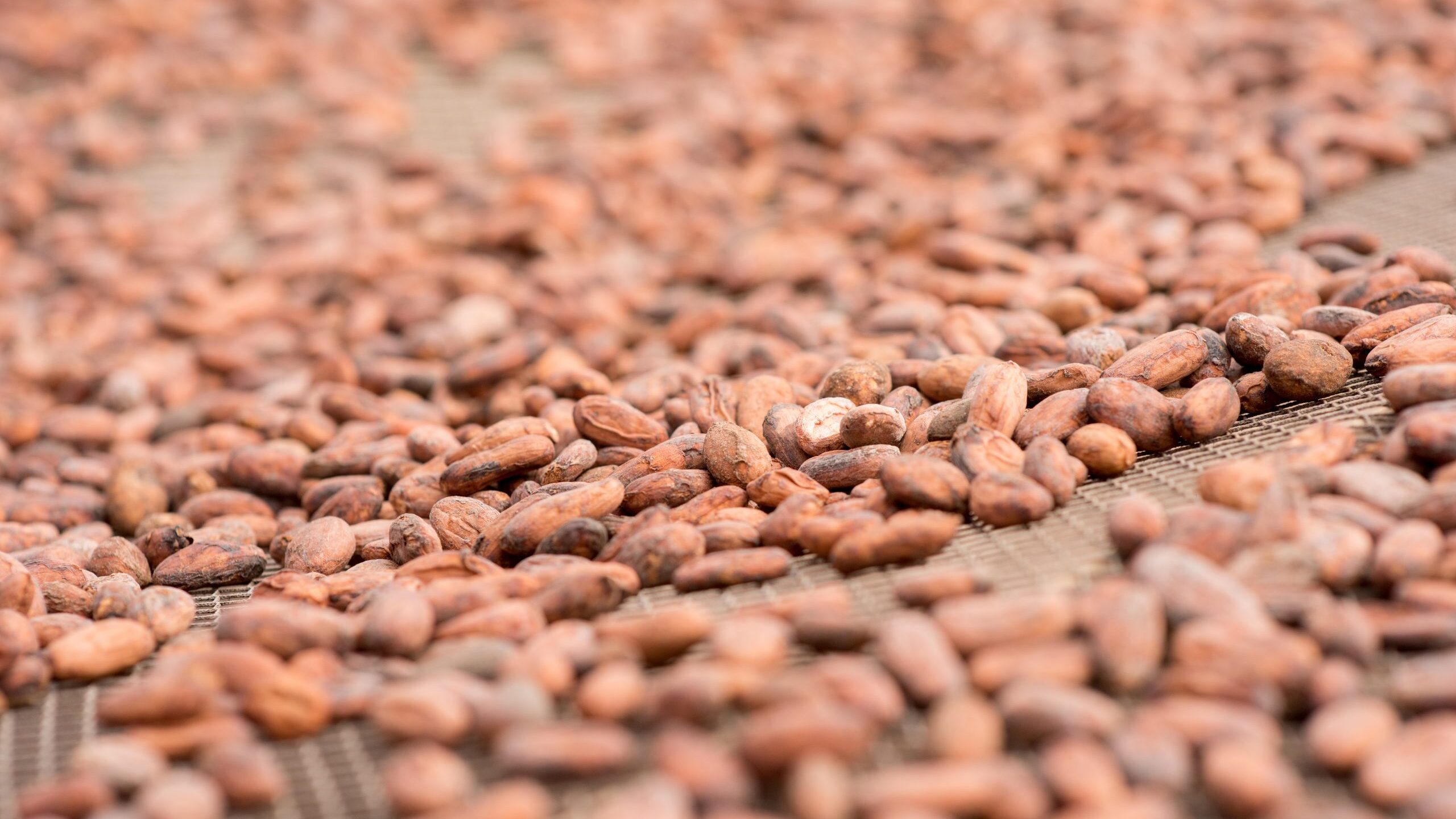 Chocolate: A sweet deal for the Asháninka