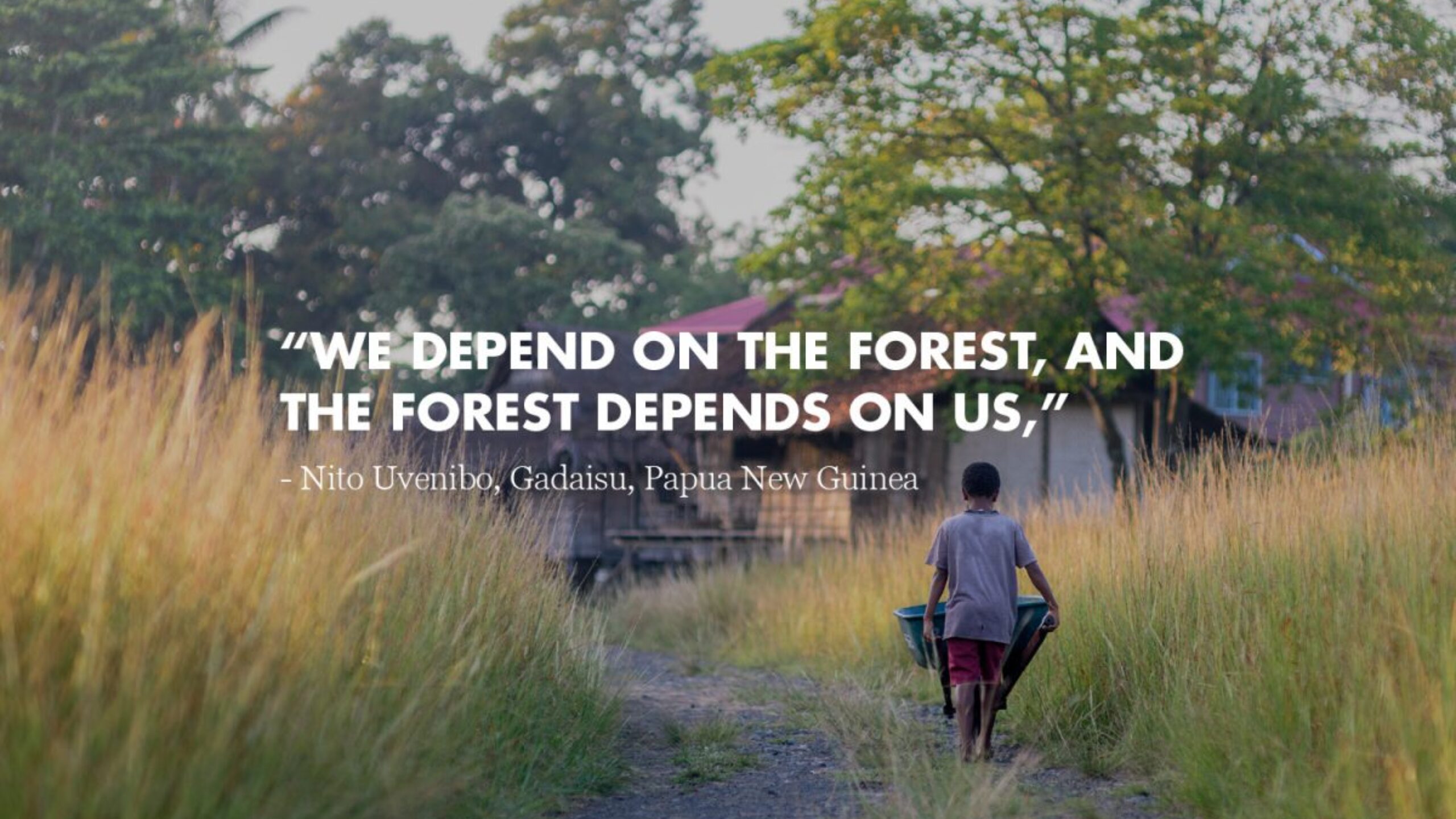 A Celebration of Rainforest