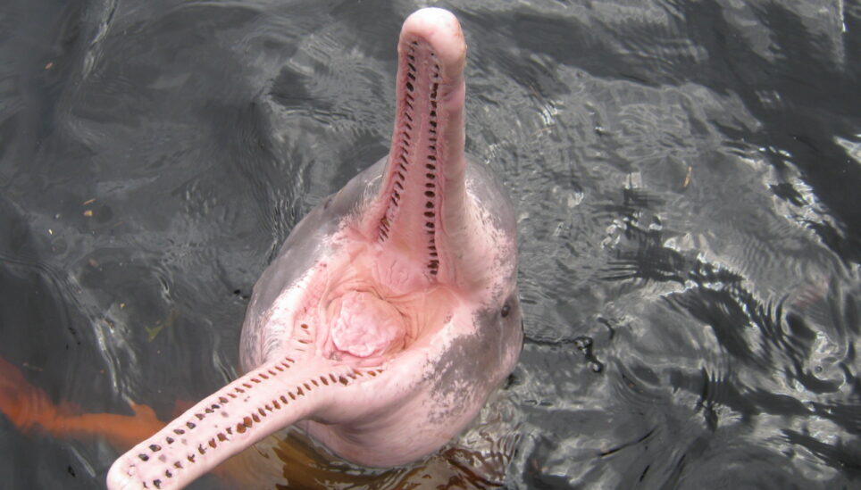 https://staging-coolearth2.picl.co.uk/wp-content/uploads/2025/07/Amazon_river_dolphin_with_mouth_open.jpg