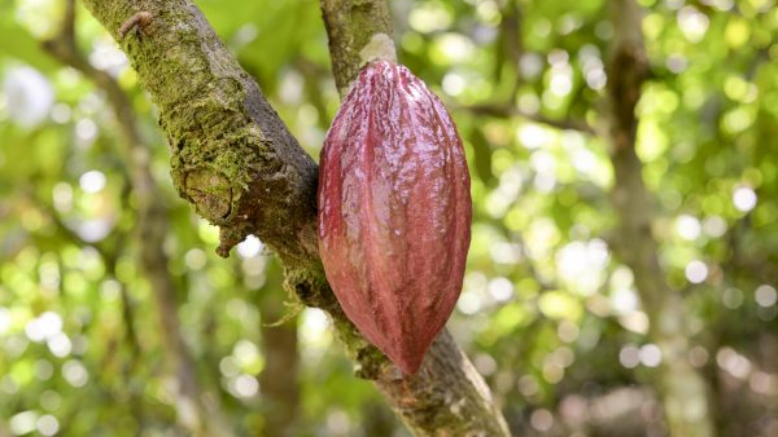 Rainforest Champions | What Cool Earth can achieve in 2019 thanks to you