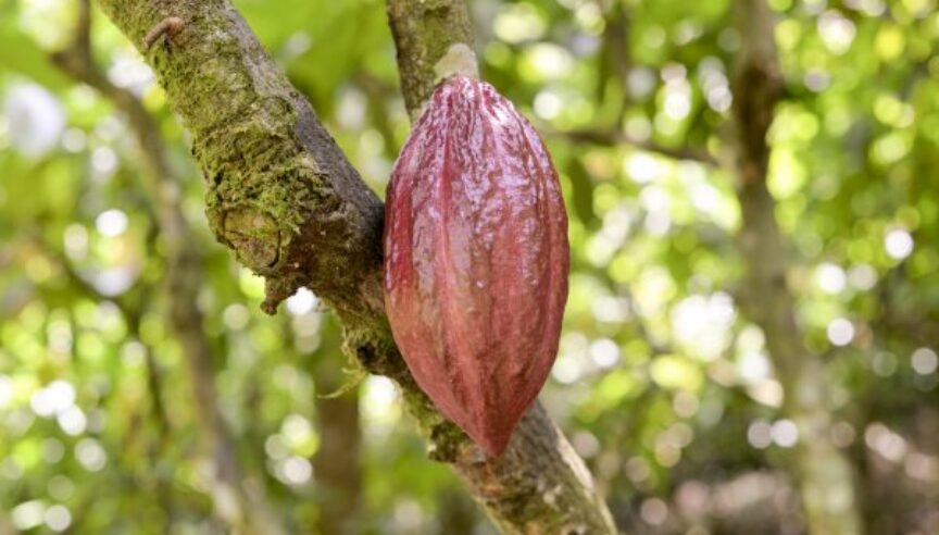 Cacao Farming