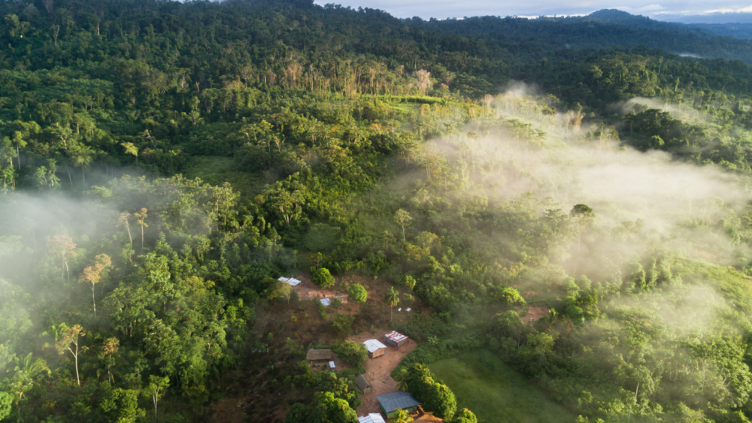 What do rainforest communities have in common?