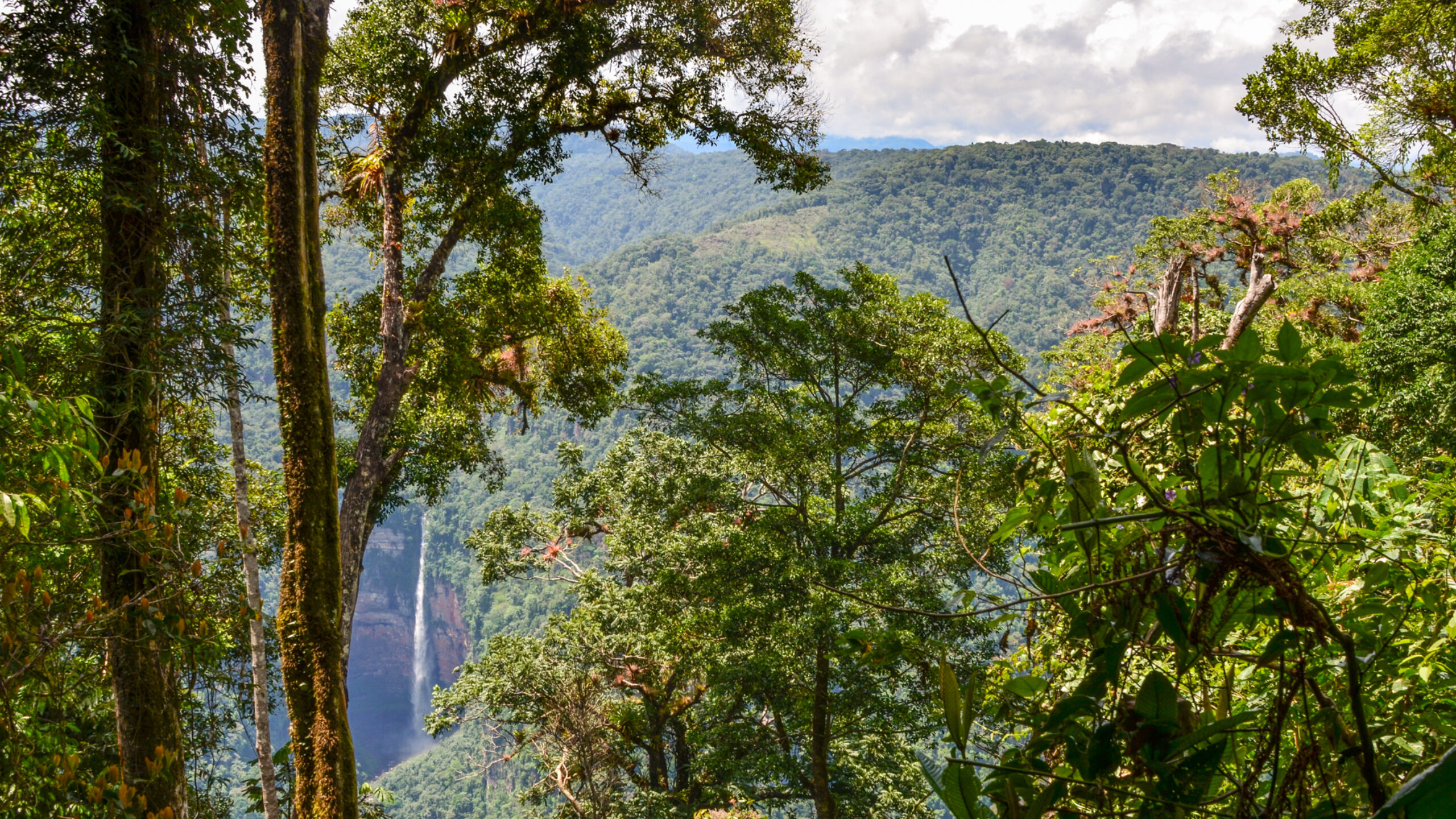 Cool Earth Deforestation Forecasting: What if?