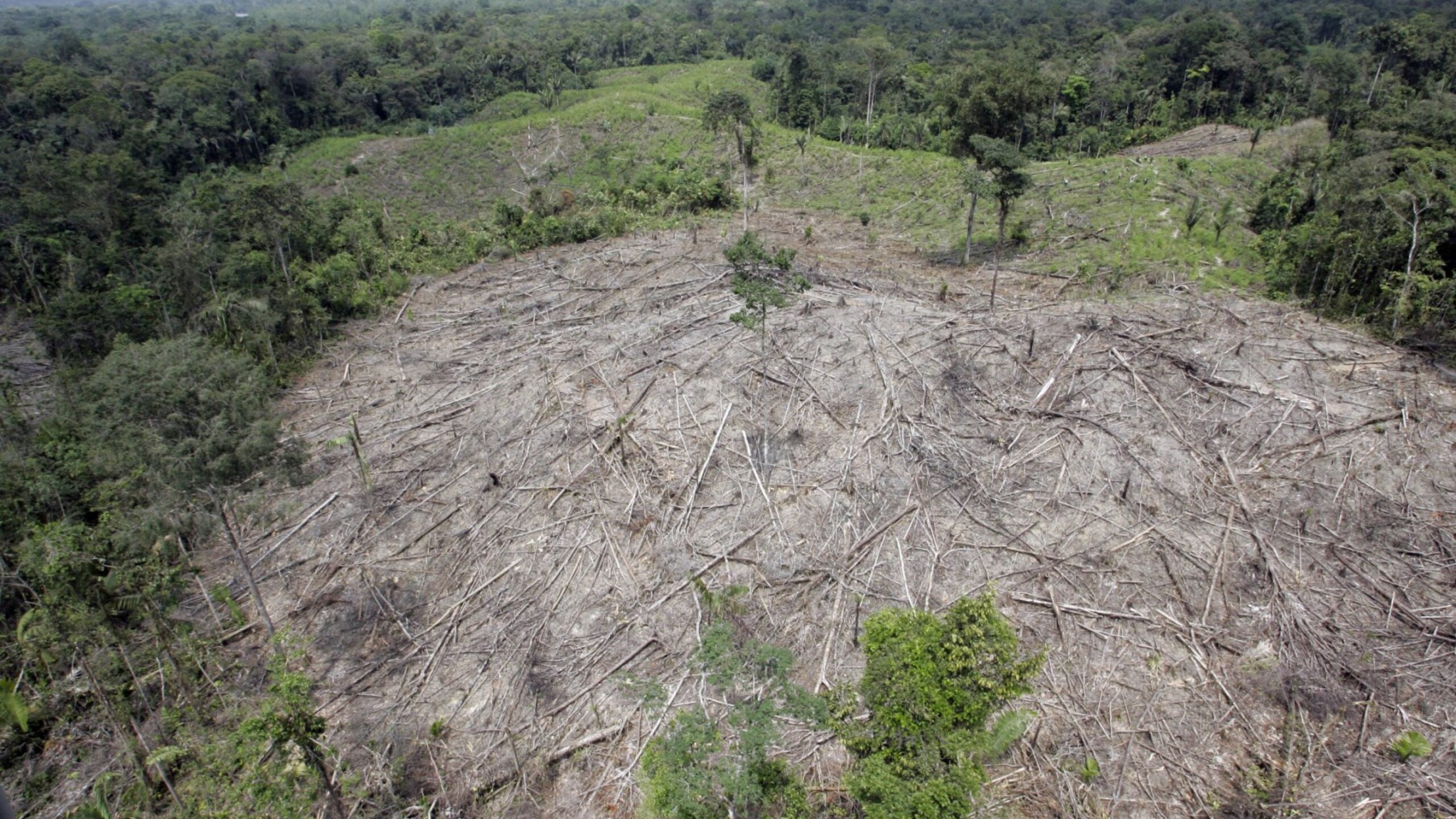 Fire in the rainforest