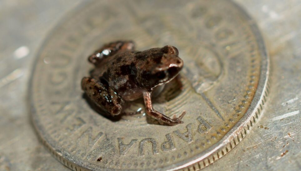 https://staging-coolearth2.picl.co.uk/wp-content/uploads/2025/07/Frog-species-Paedophryne-Amauensis-is-pictured-sitting-on-a-Papua-New-Guinea-10-toea-coin.jpg