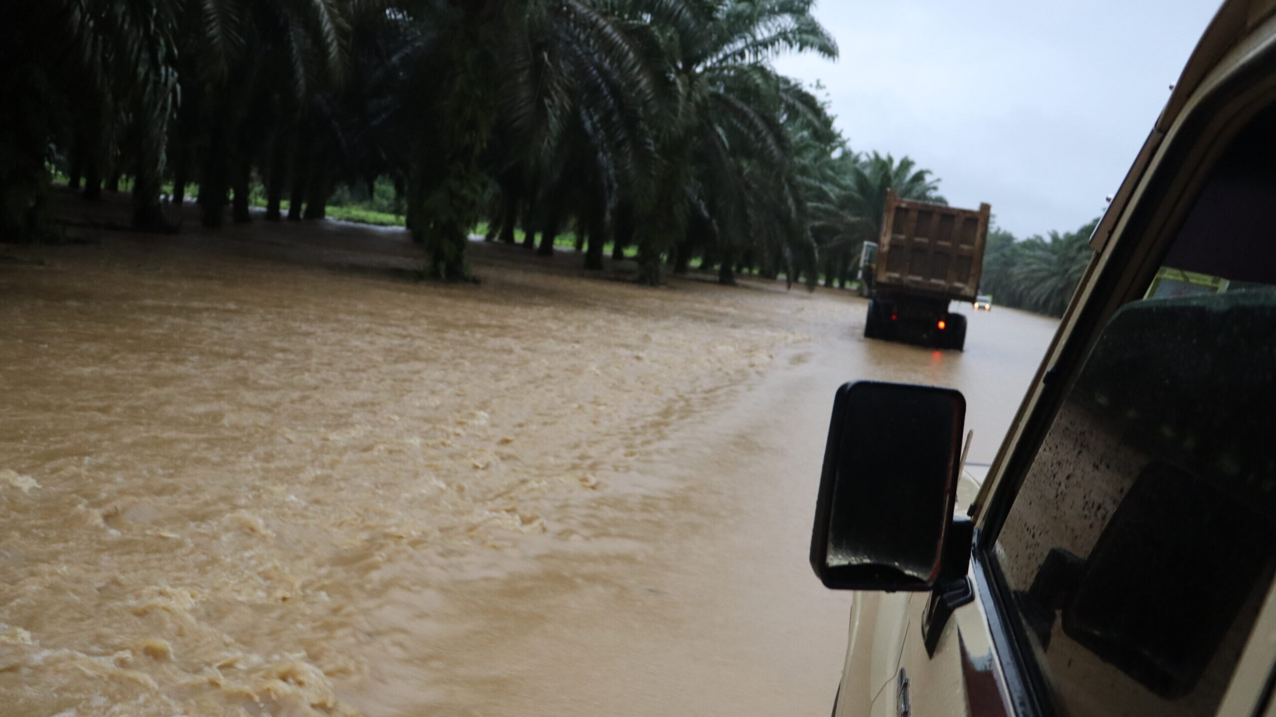 The impact of unpredictable weather on rainforest communities