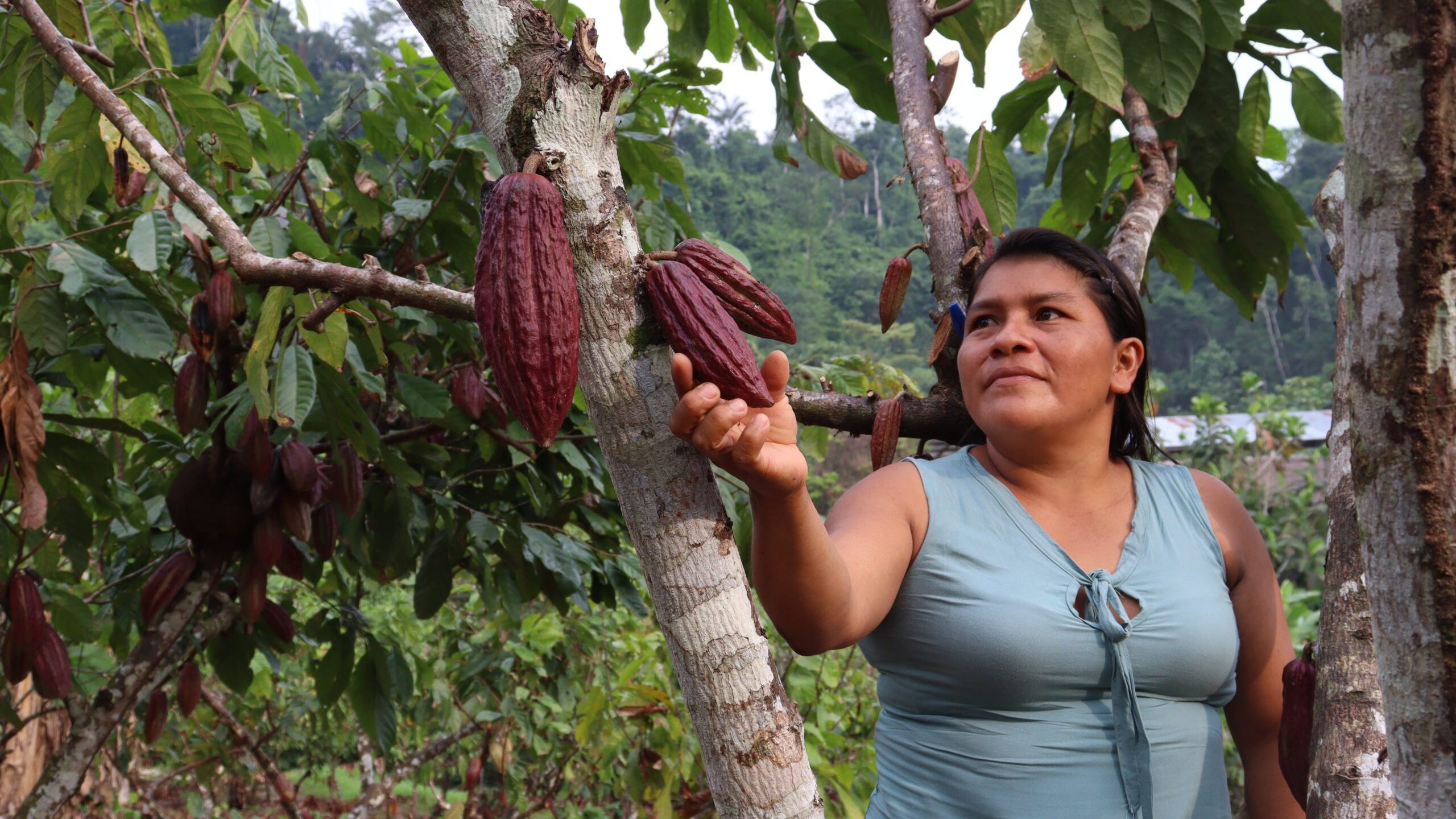 Sowing Futures with Cacao