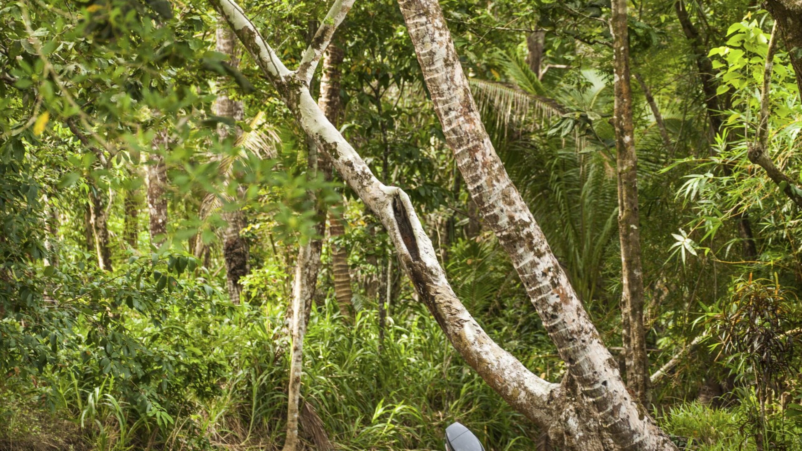 Cool Earth&#8217;s Covid-19 Response Update: December 2020