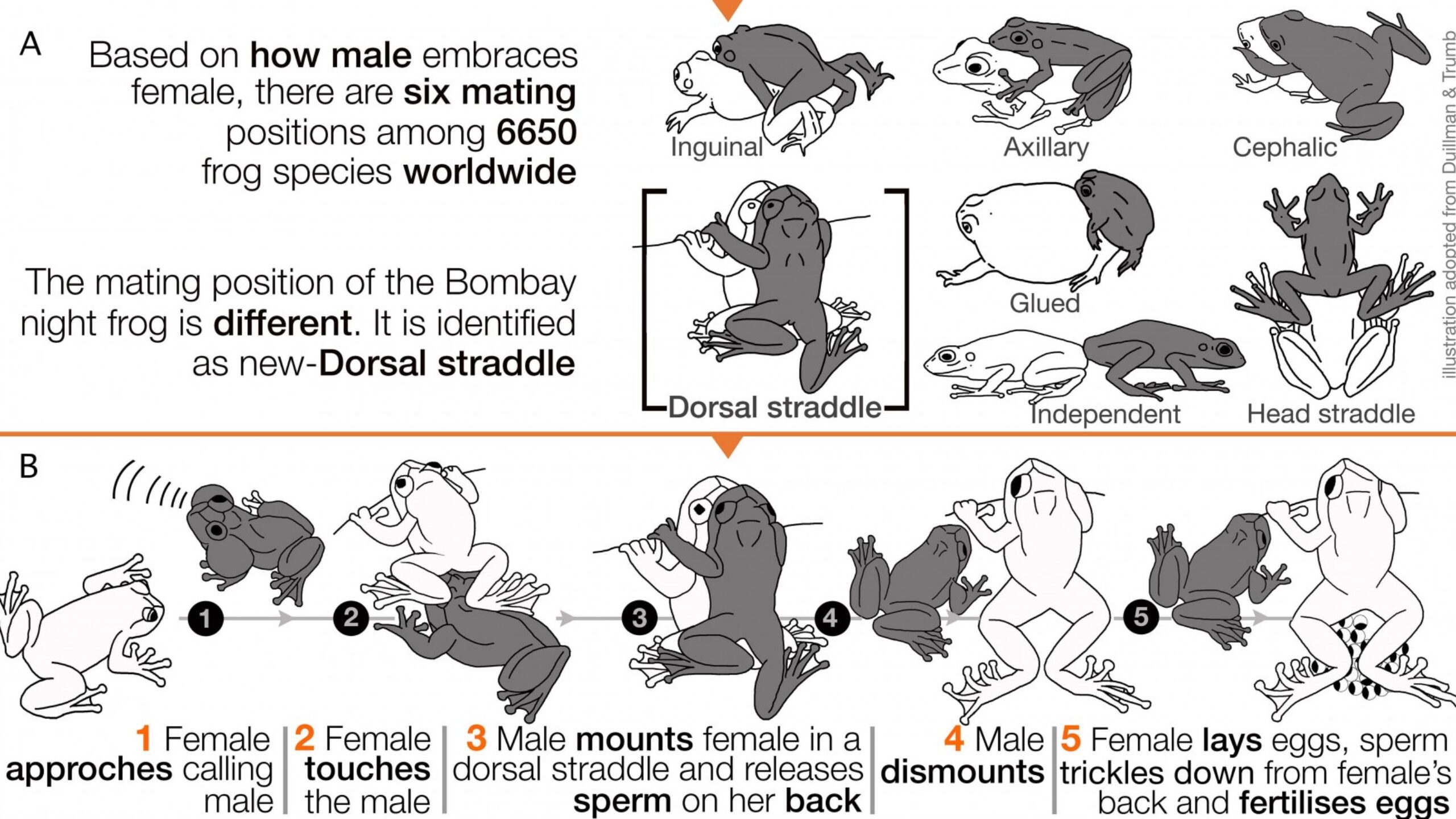 The Bombay Night frog is a unique lover&#8230;