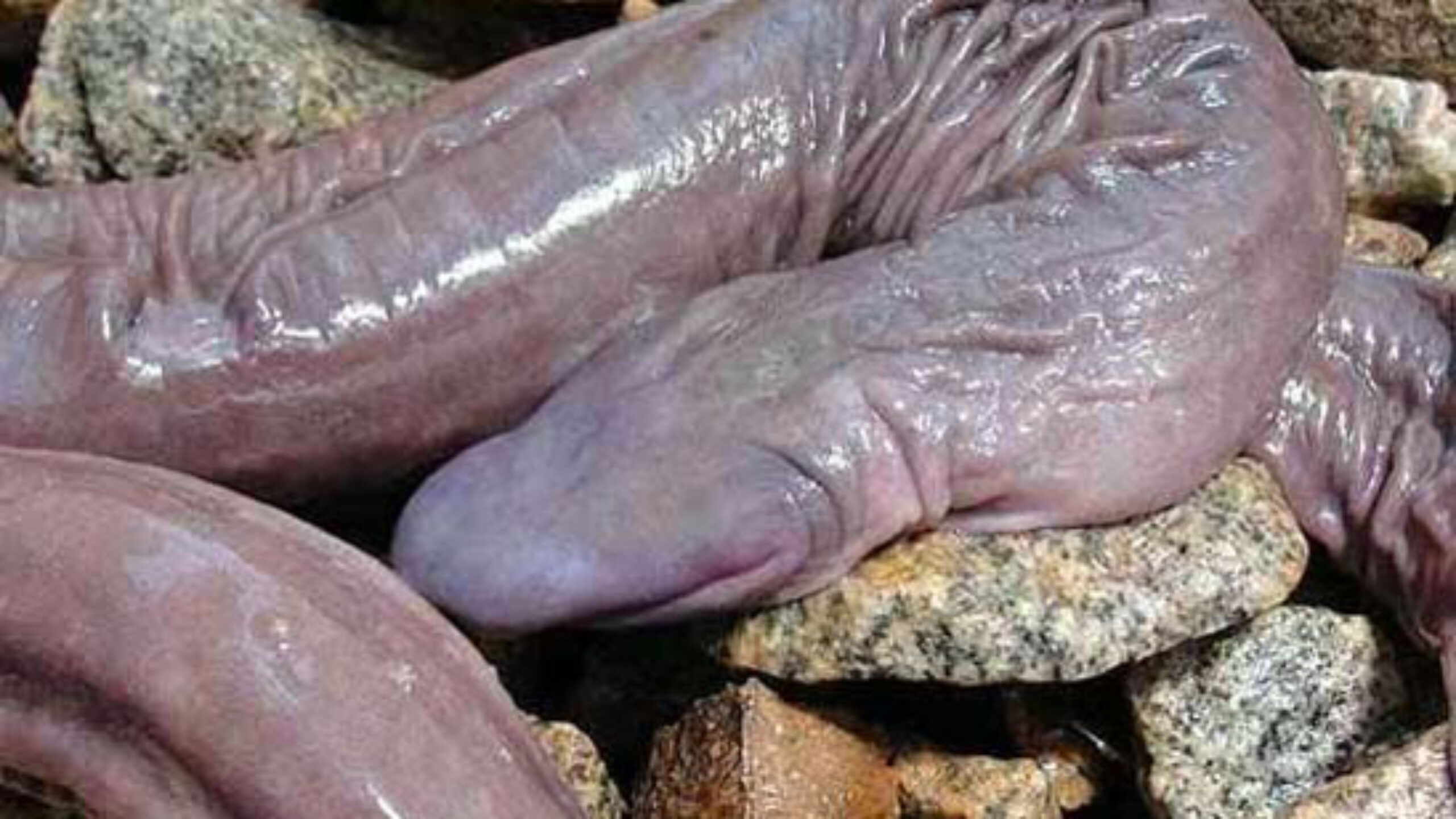 &#8216;Penis snake&#8217; discovered in Brazil