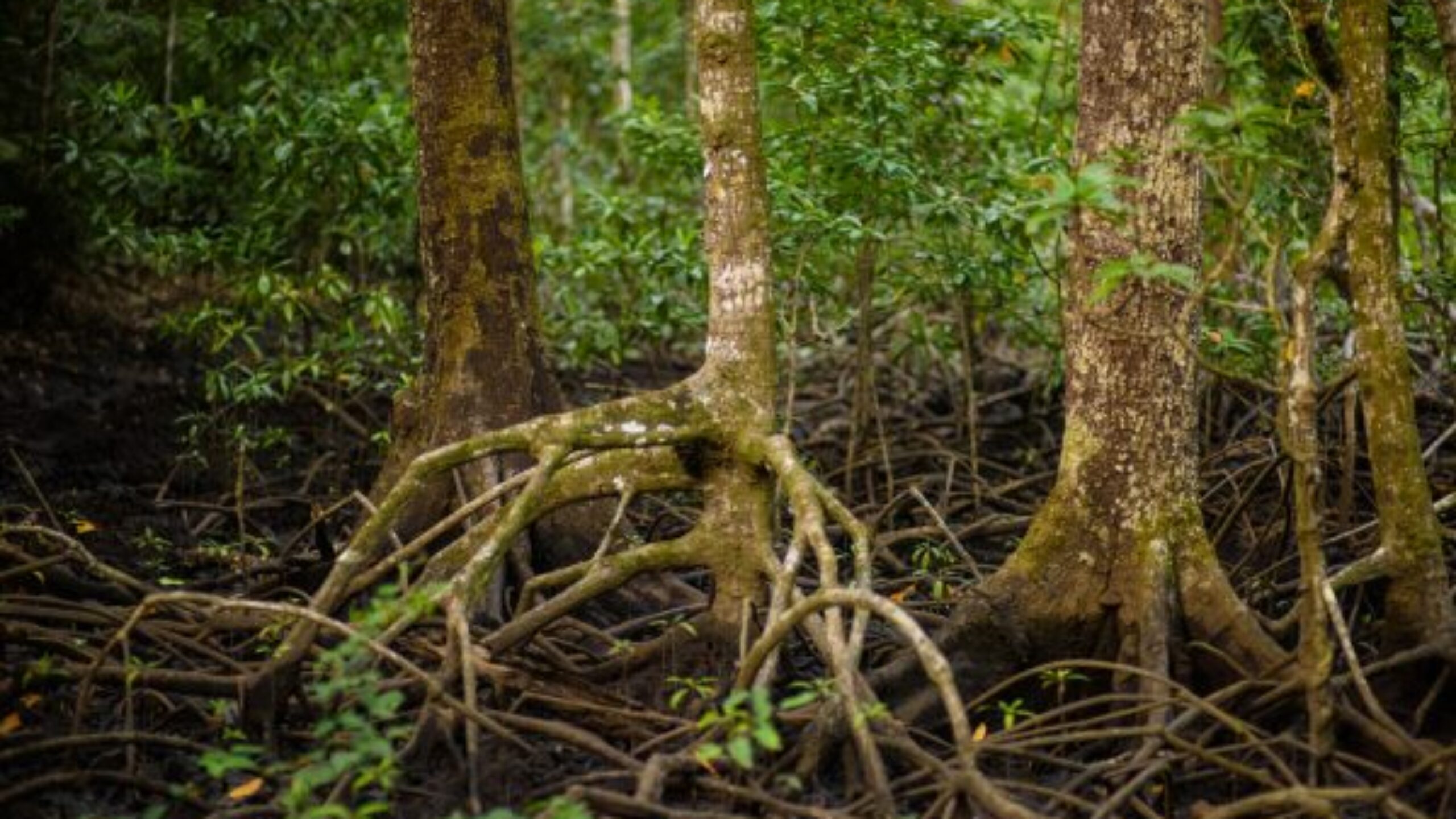 Prevention is better than cure