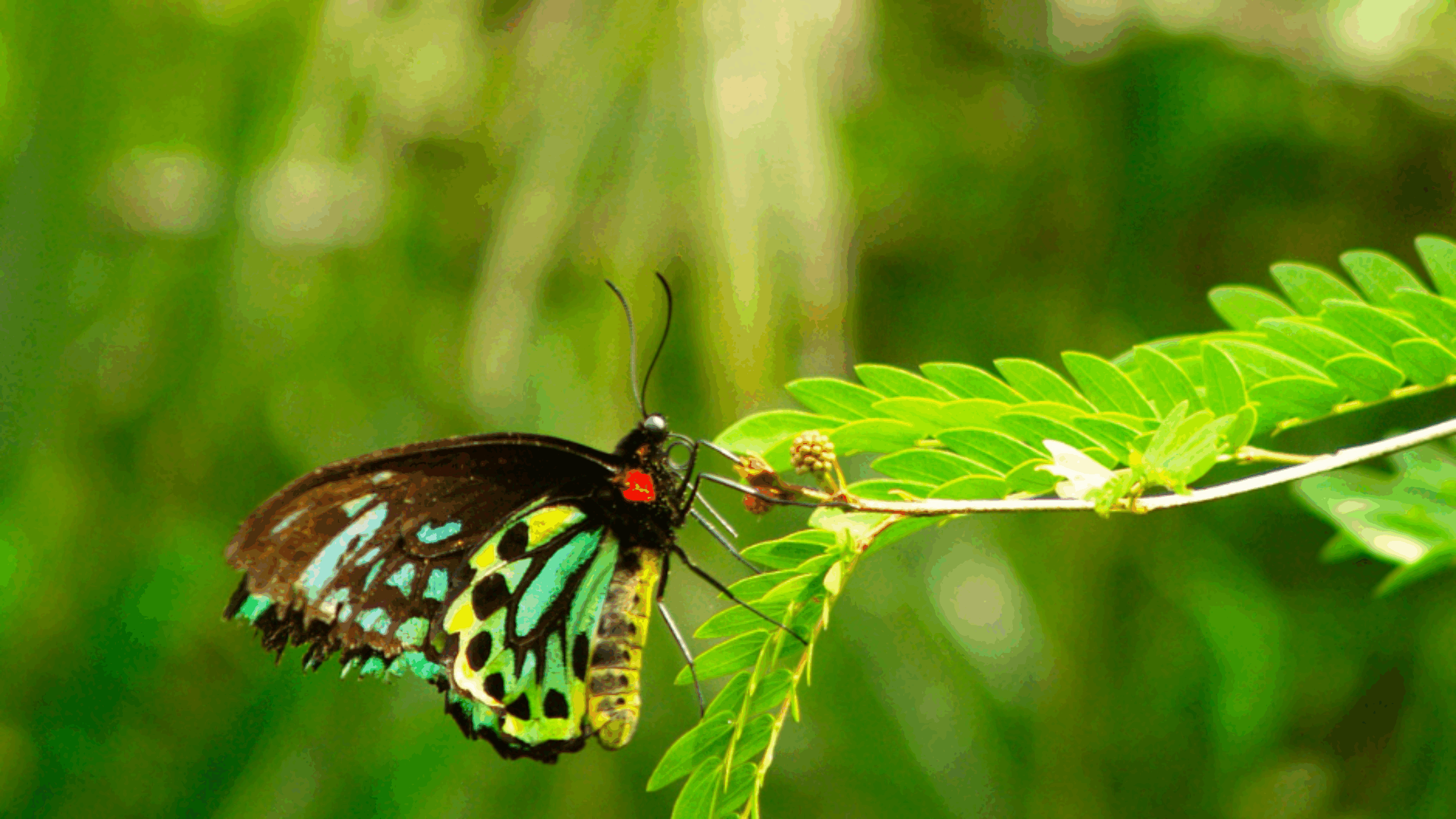 Biodiversity in Papua New Guinea