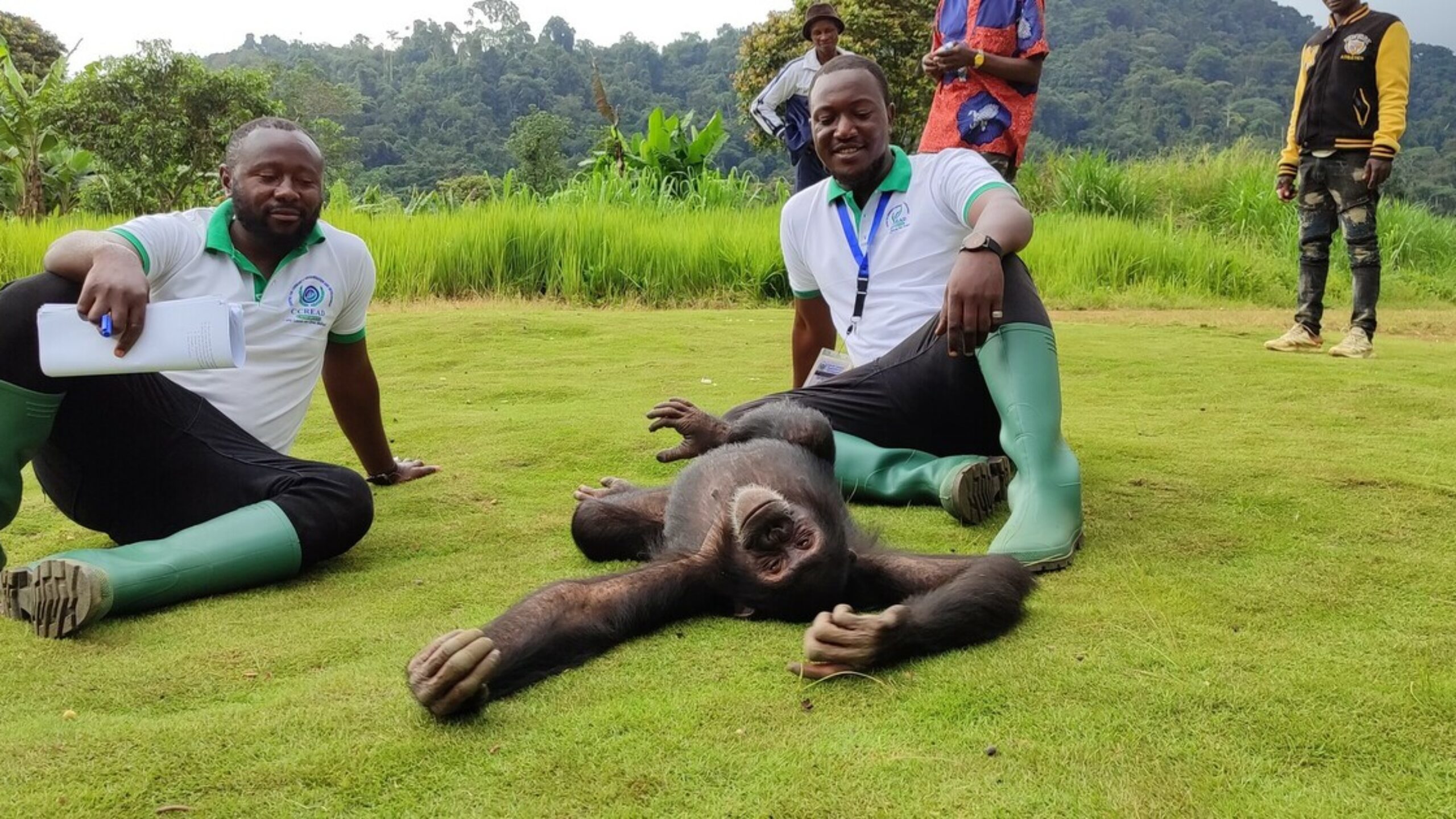 Indigenous community save chimp in the Congo rainforest