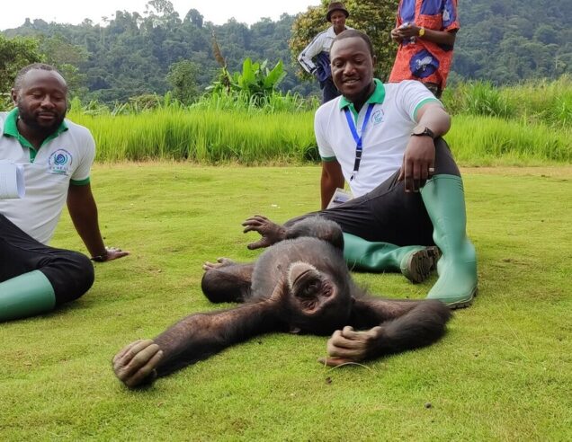 Indigenous community save chimp in the Congo rainforest