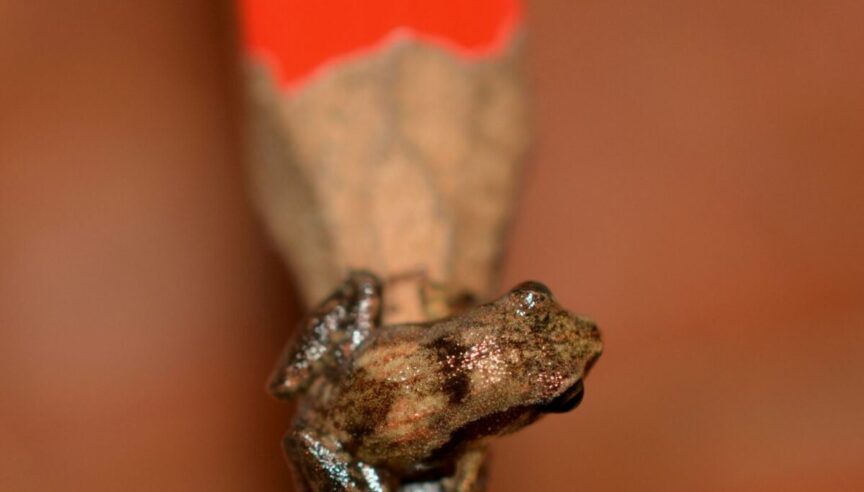 The worlds smallest frog (known as a Rokrok - like the sound it makes) sits on the end of a pencil's led tip barely covering it.