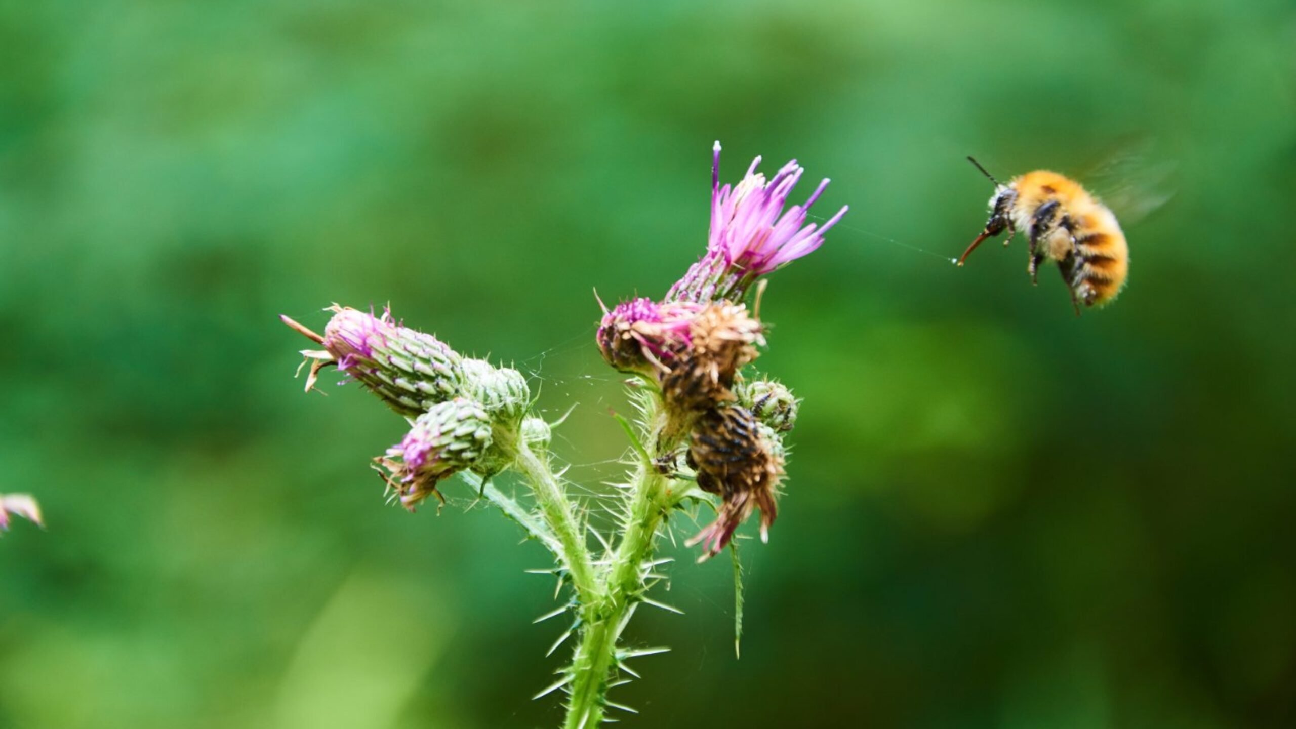 Small but vital: Rainforest insect populations