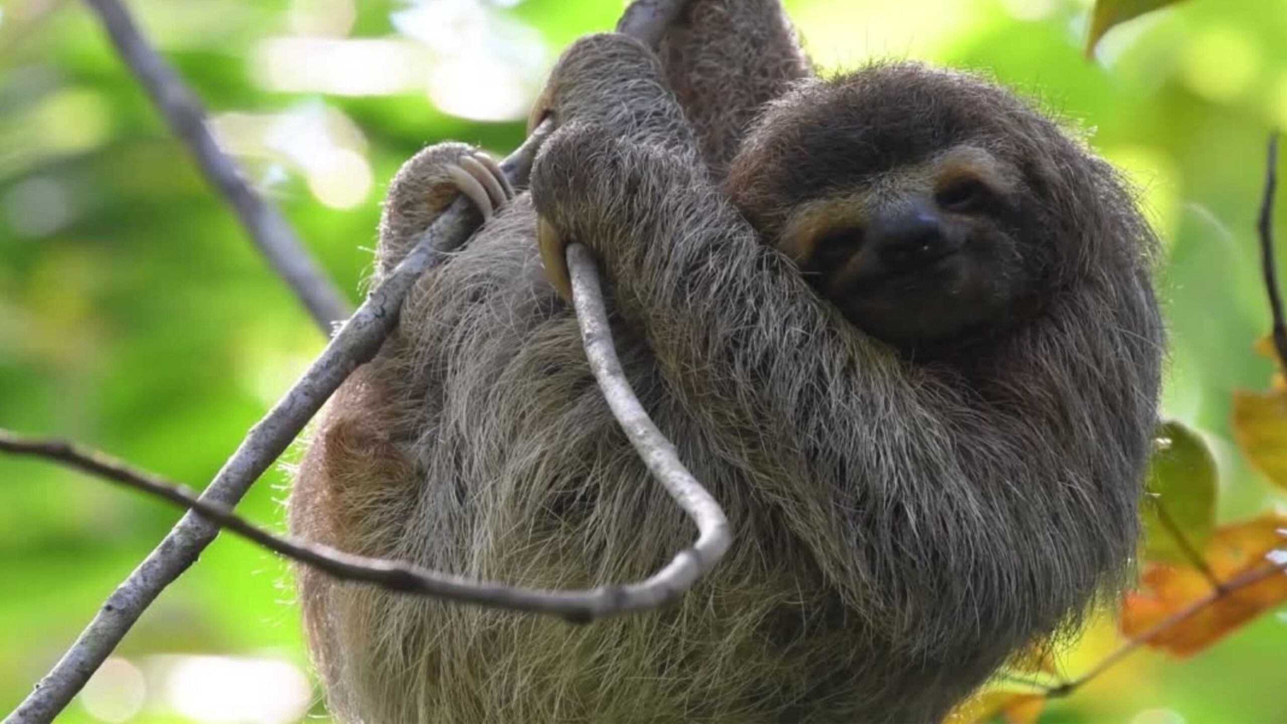 A Dose of Climate Optimism