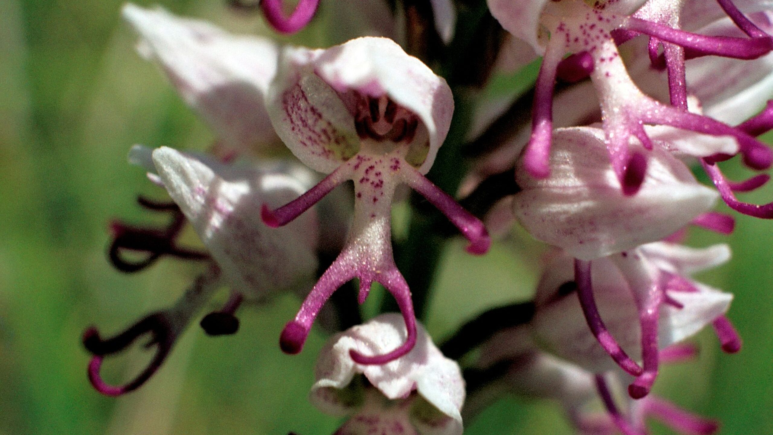 Monkey Orchids