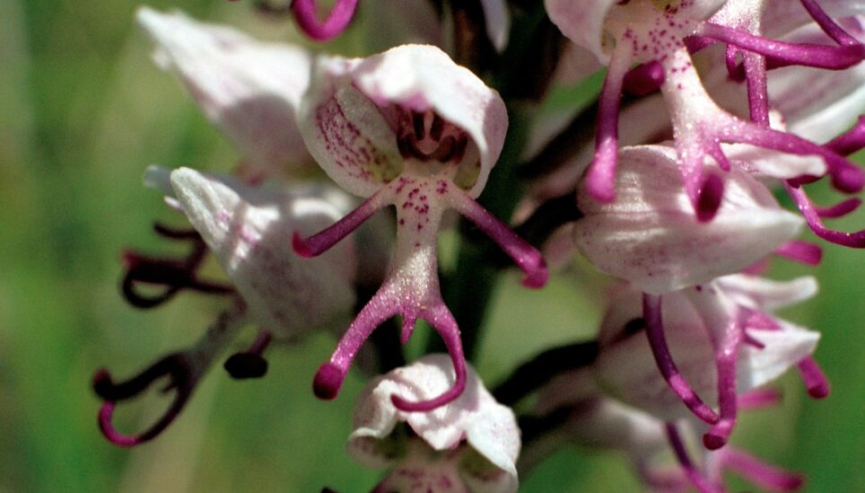 https://staging-coolearth2.picl.co.uk/wp-content/uploads/2025/07/dancing-orchids.jpg