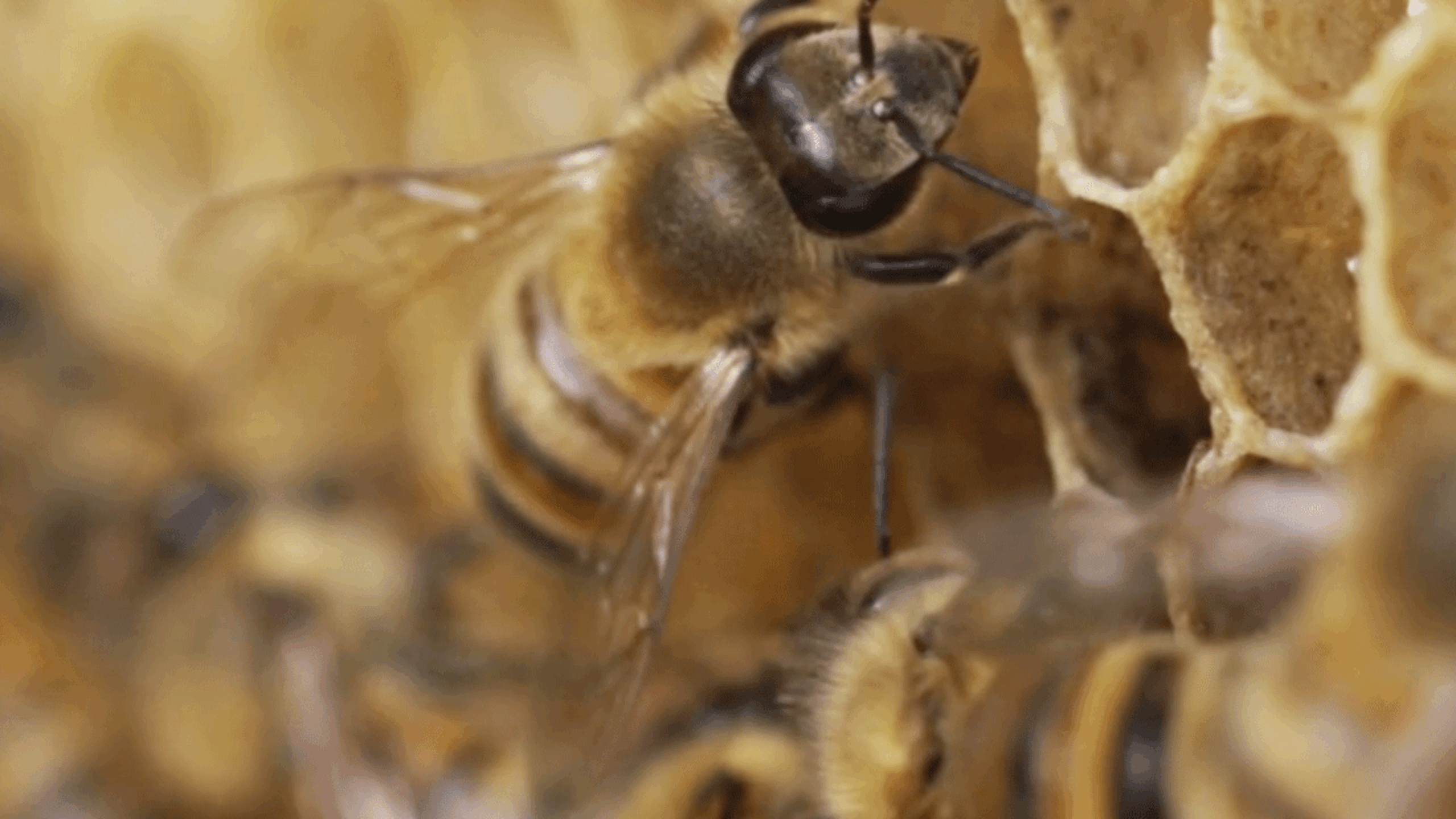 A real buzz around Mount Namuli